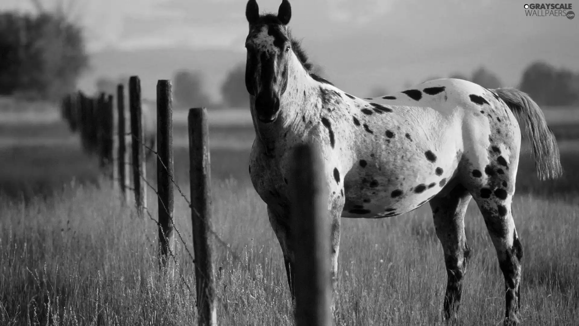 Fance, Horse, pasture