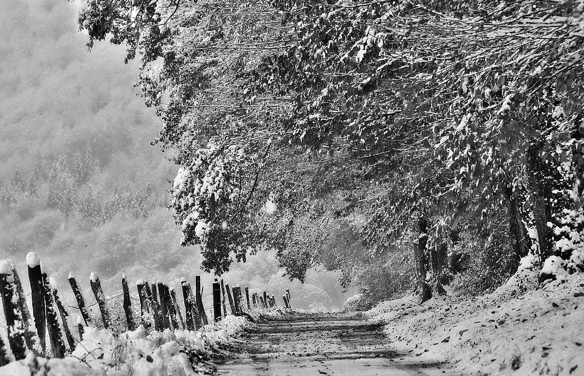 viewes, Way, Fance, snow, Leaf, trees