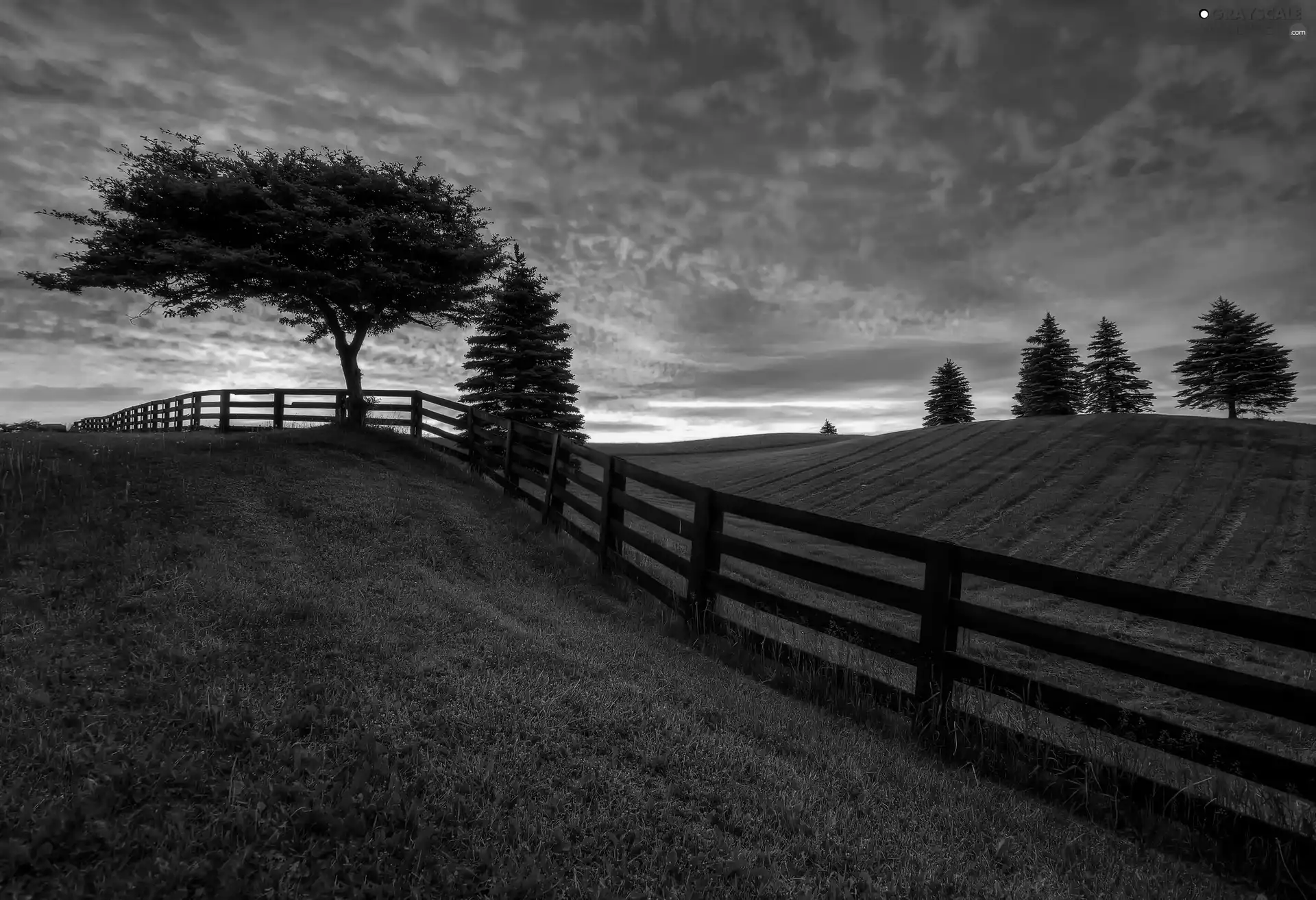 field, west, Fance, trees, cultivated, sun