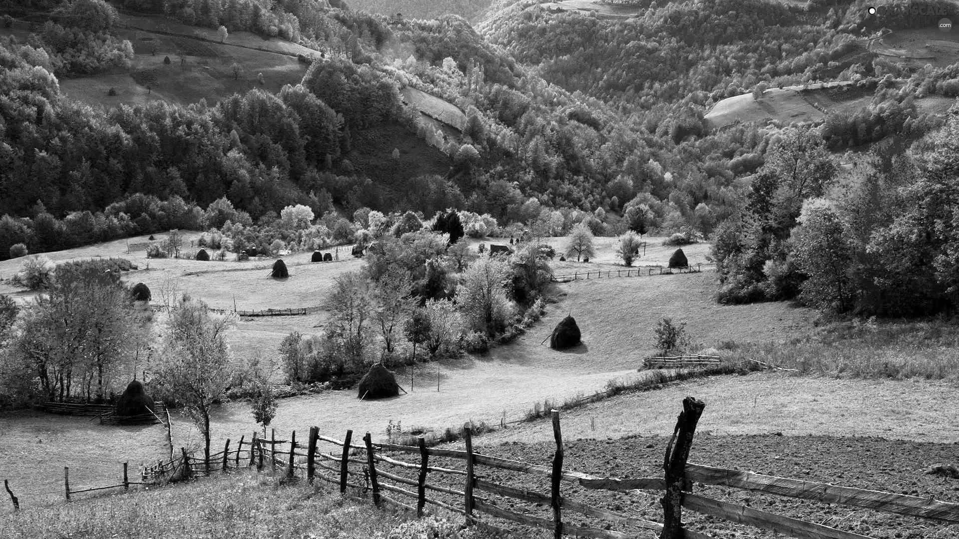 trees, grass, Fance, viewes