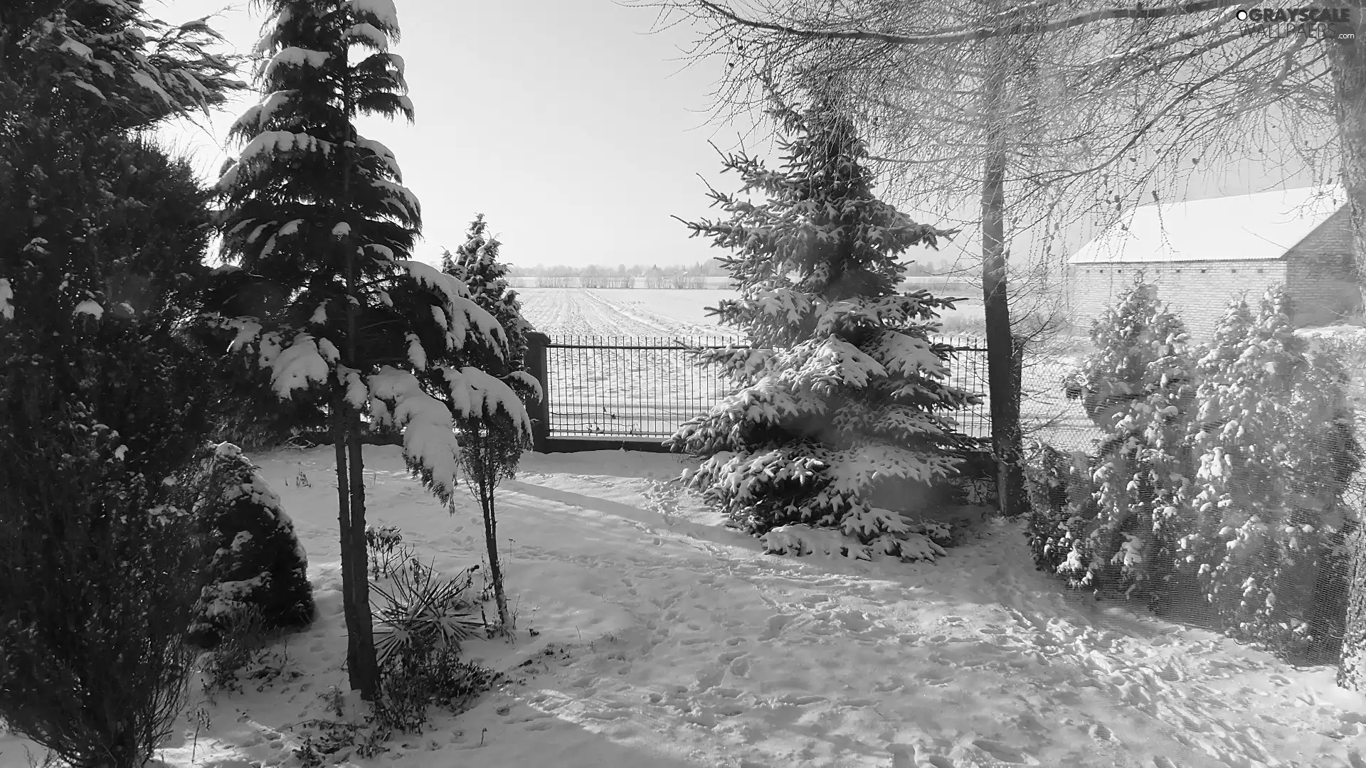 trees, snow, Fance, viewes