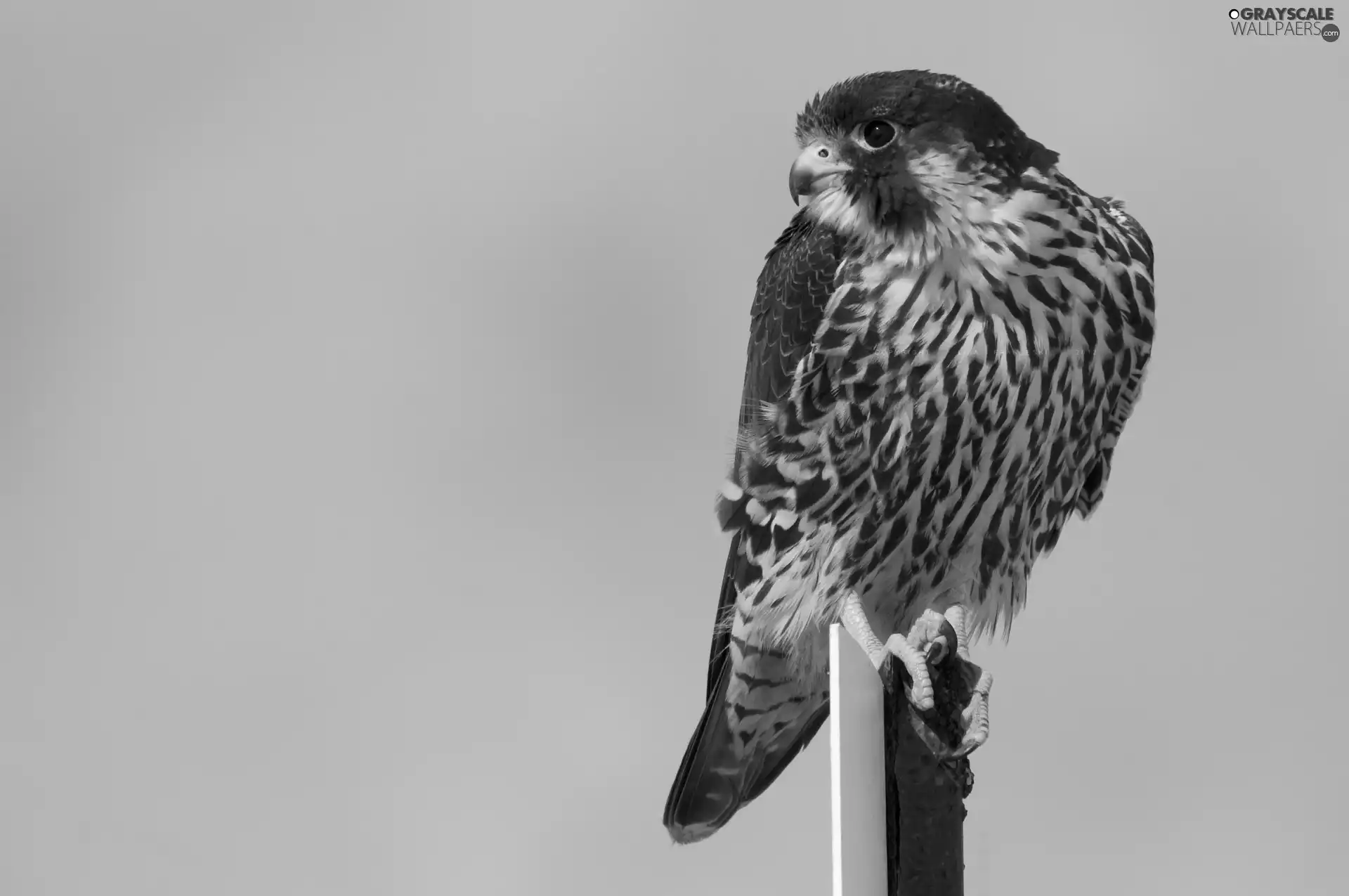 hawk, pigeon-fancier