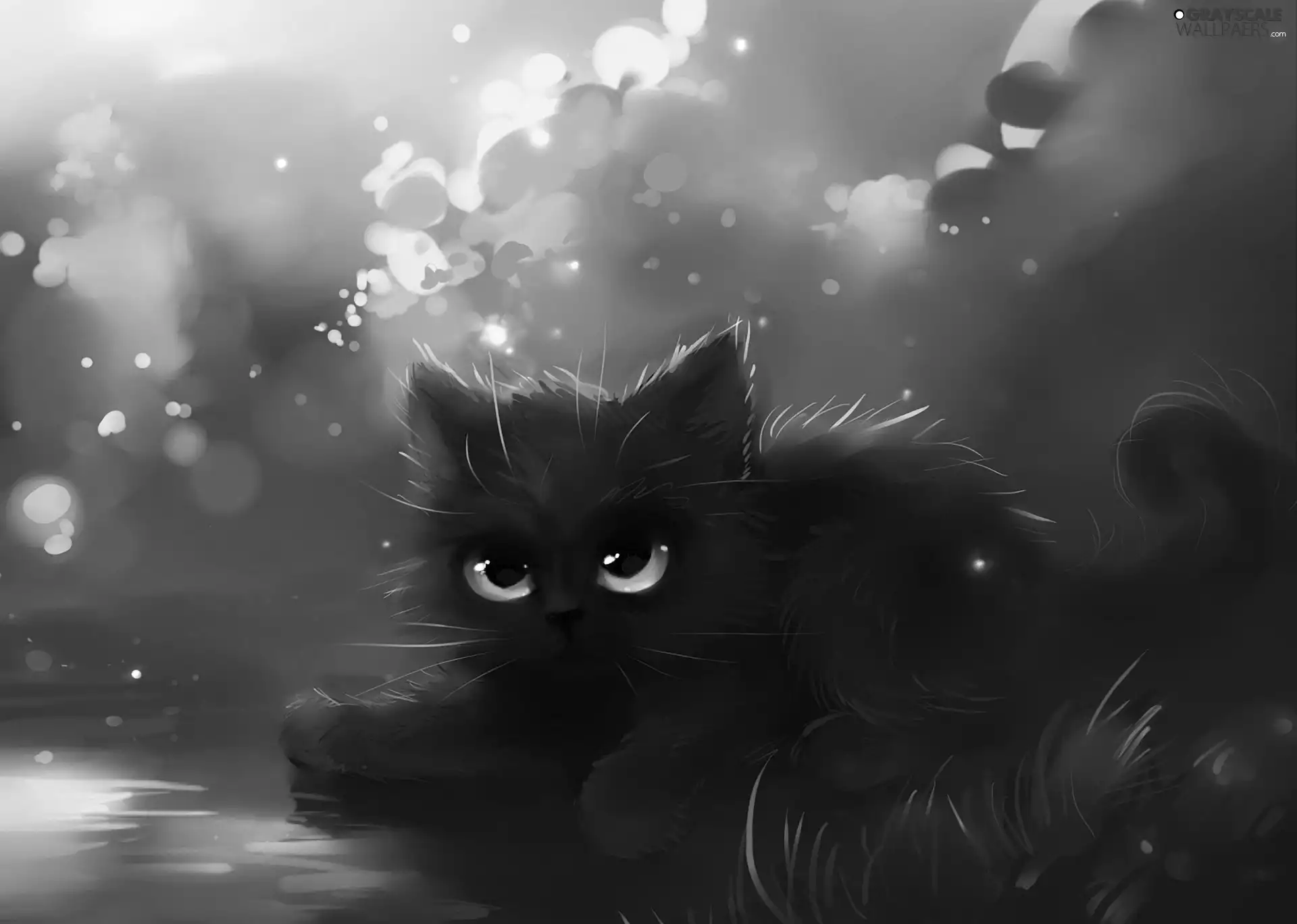 cat, fantasy