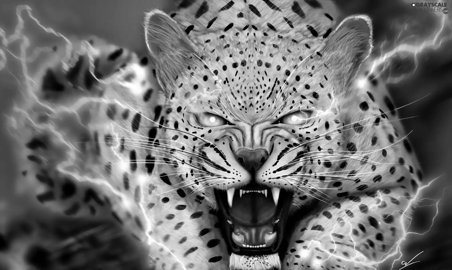 Leopards, fantasy