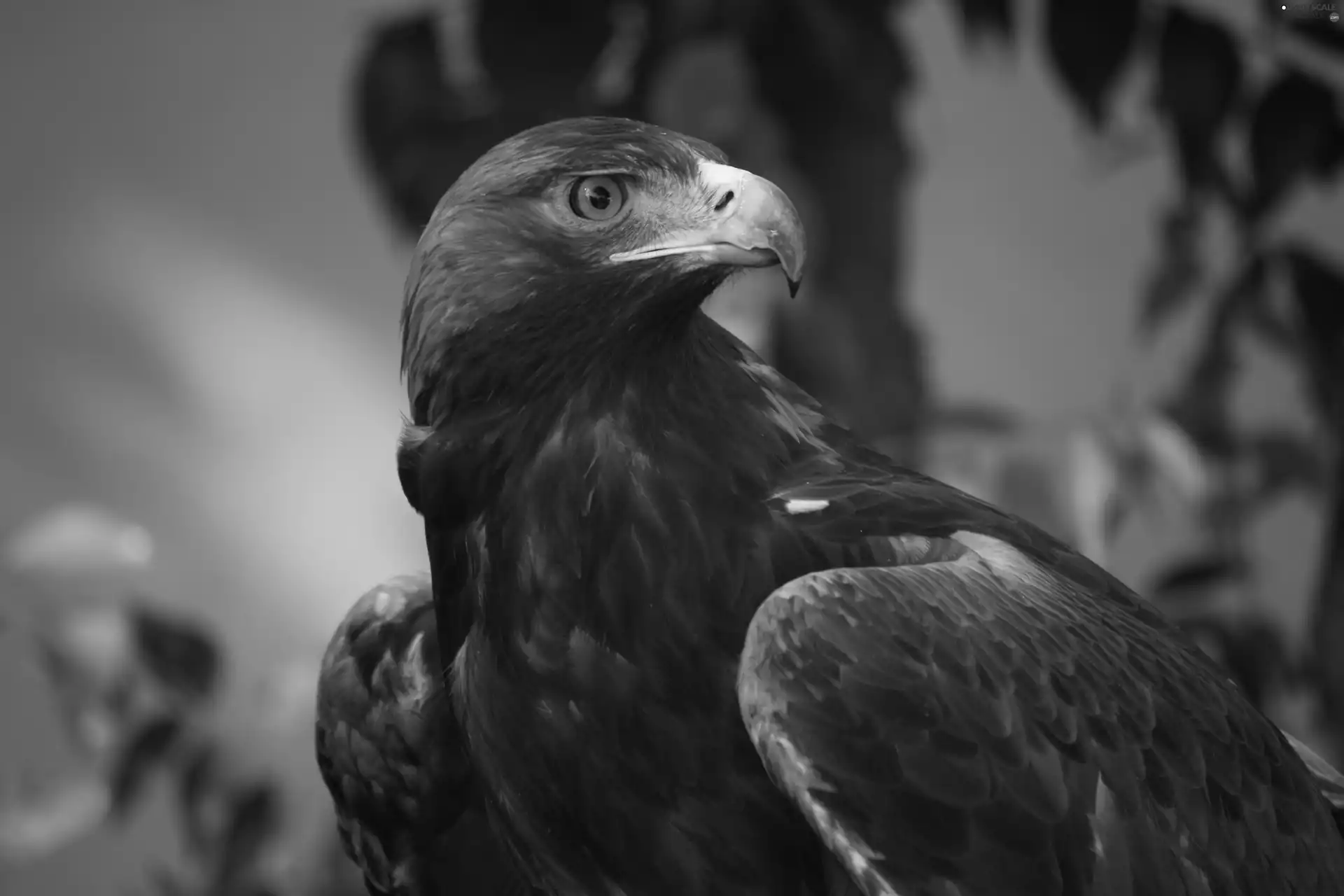 feather, eagle, Brown