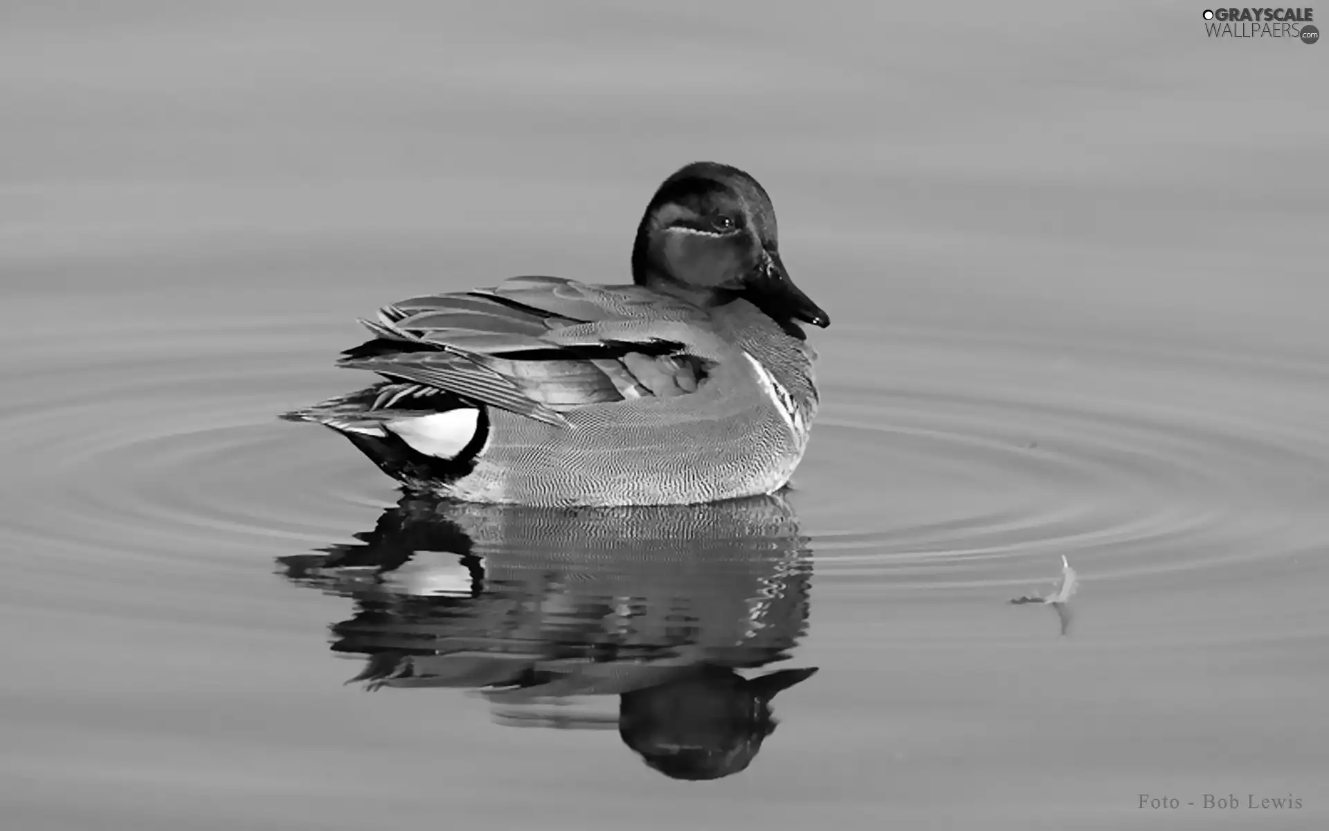 feather, garganey, drake