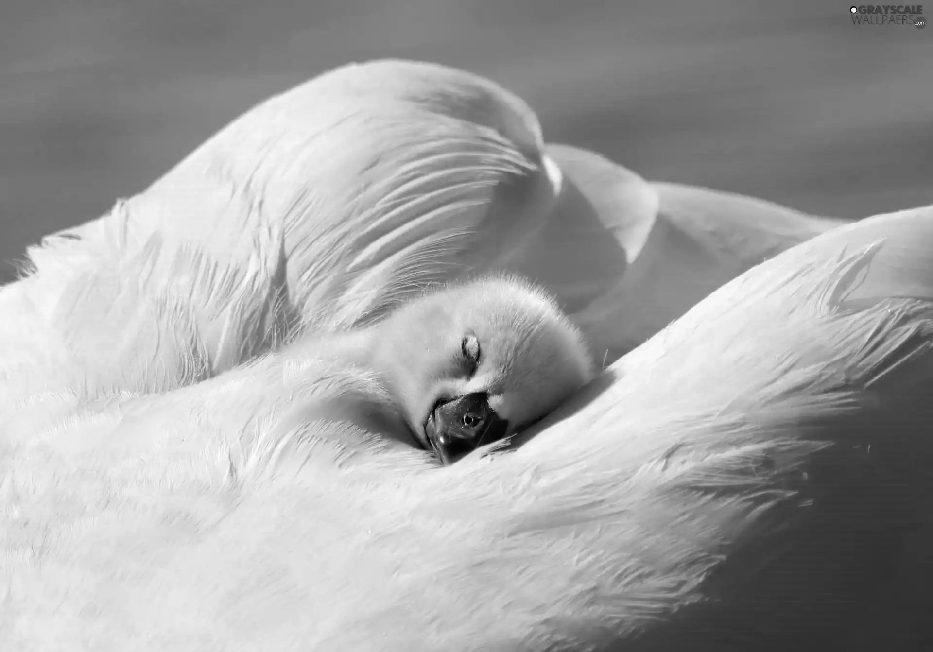 feather, Swans, dream