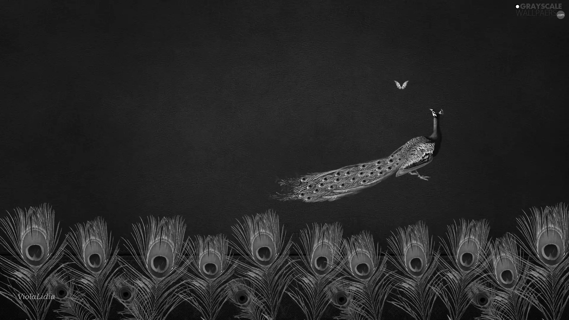 graphics, peacocks, feather, peacock