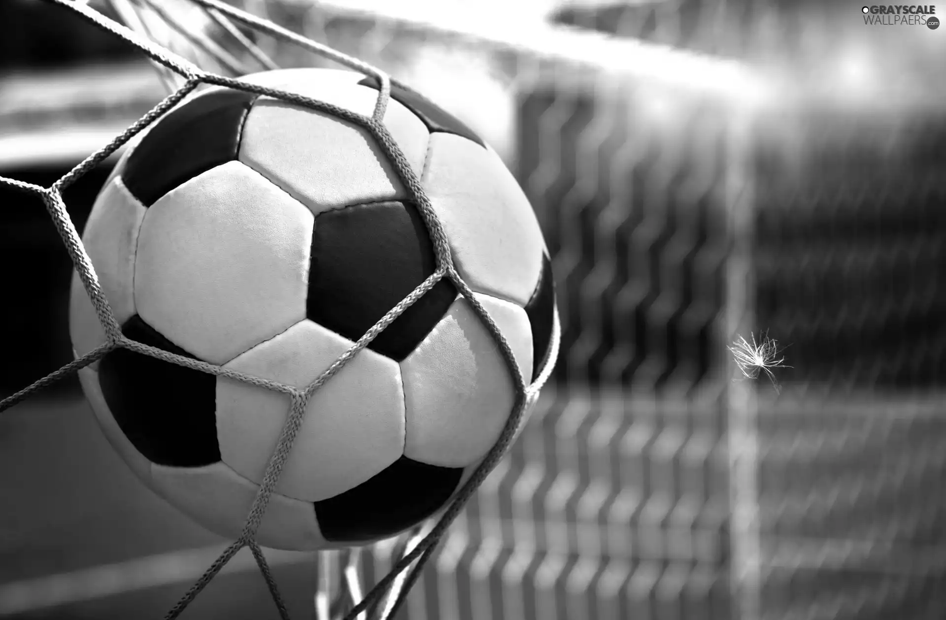 feather, Ball, net