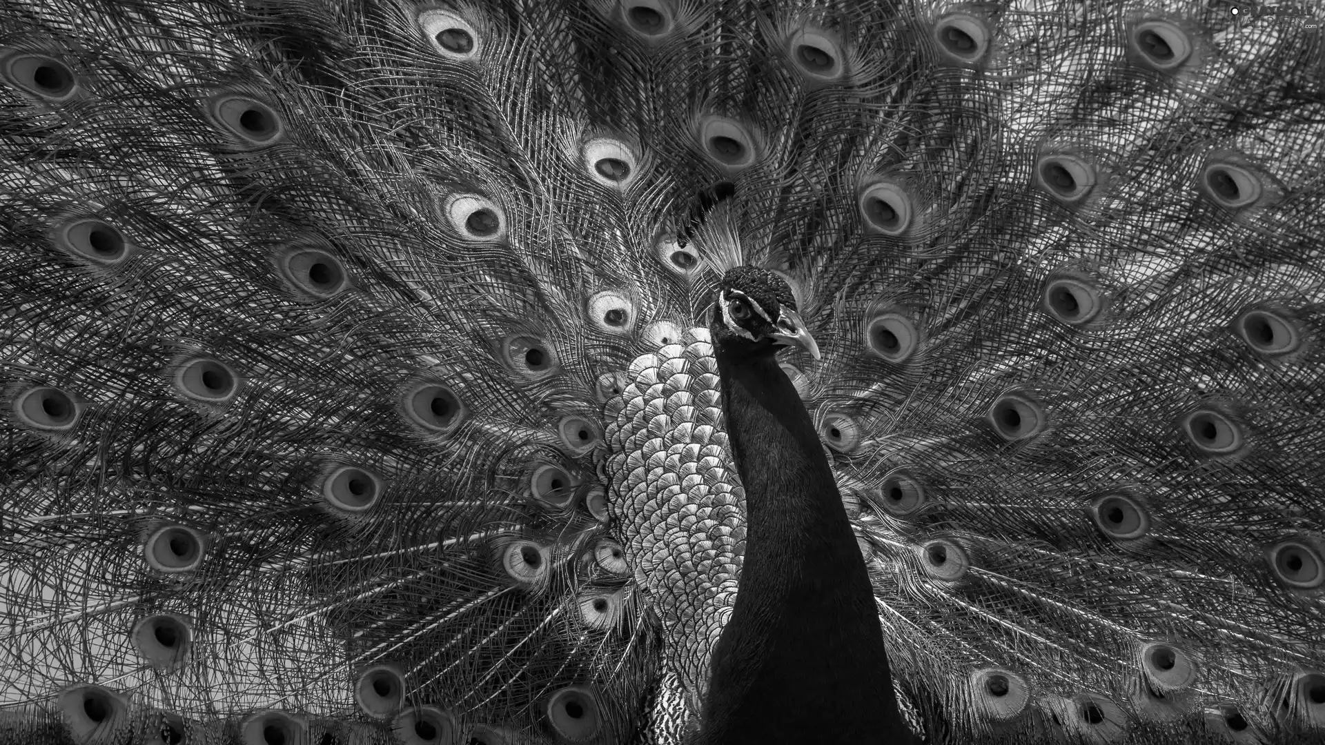 feather, Bird, peacock