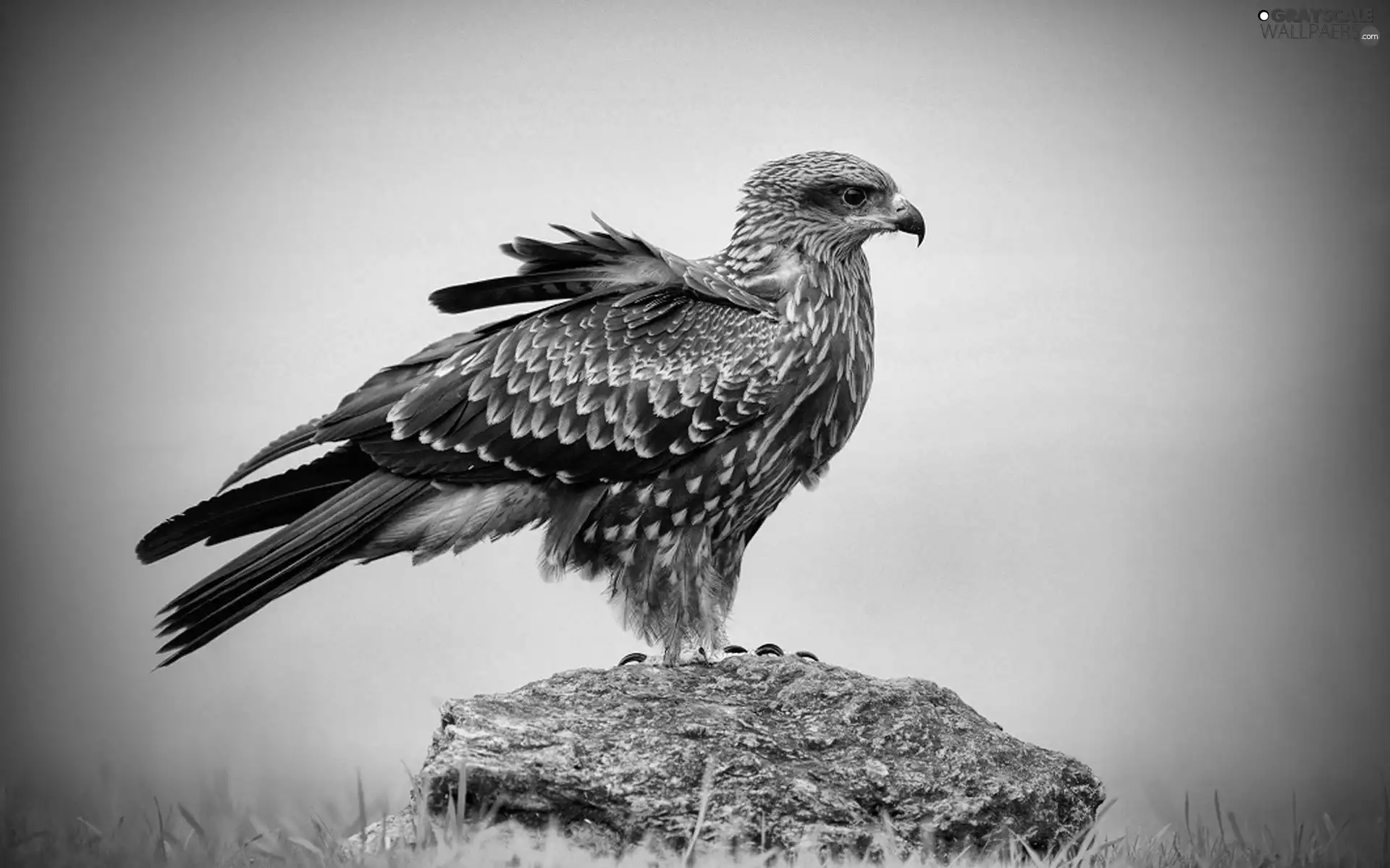 feather, buzzard, Stone