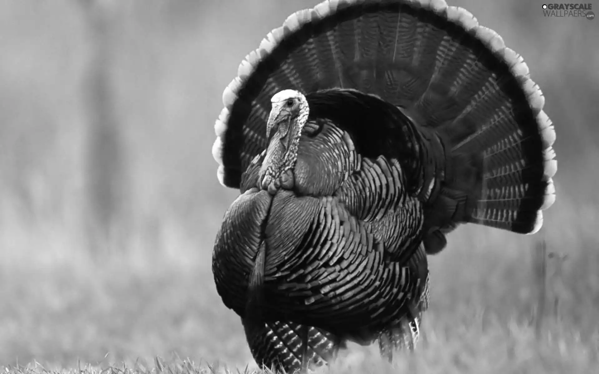 turkey, feather