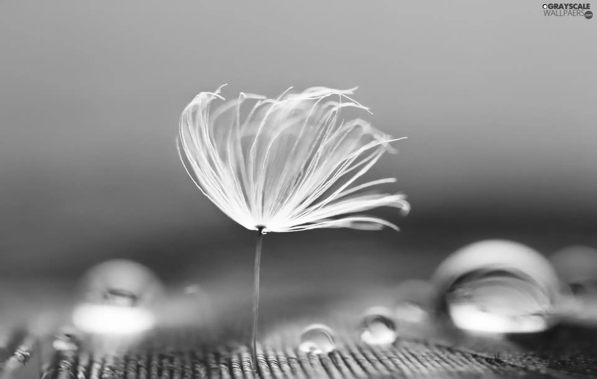 dandelions, drops, Close