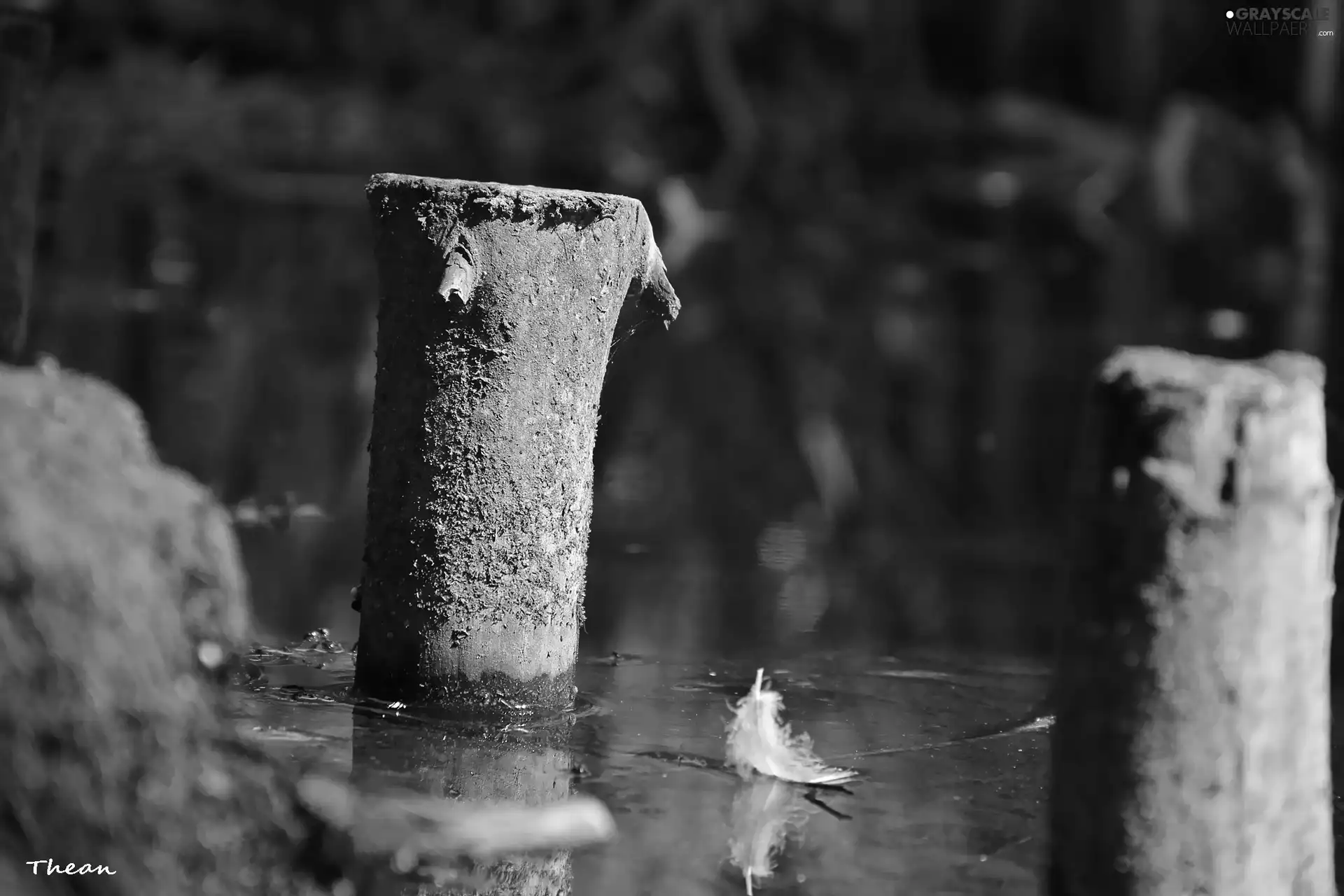 wooden, water, feather, pal