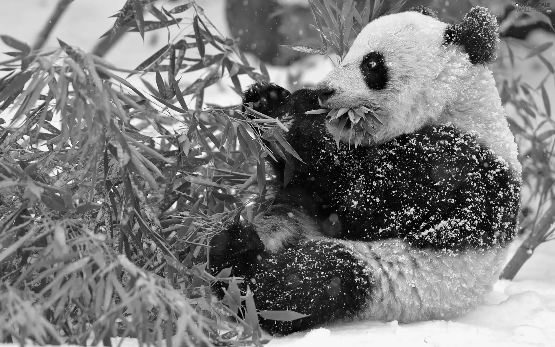 feed, winter, zpabda, branch, teddy bear