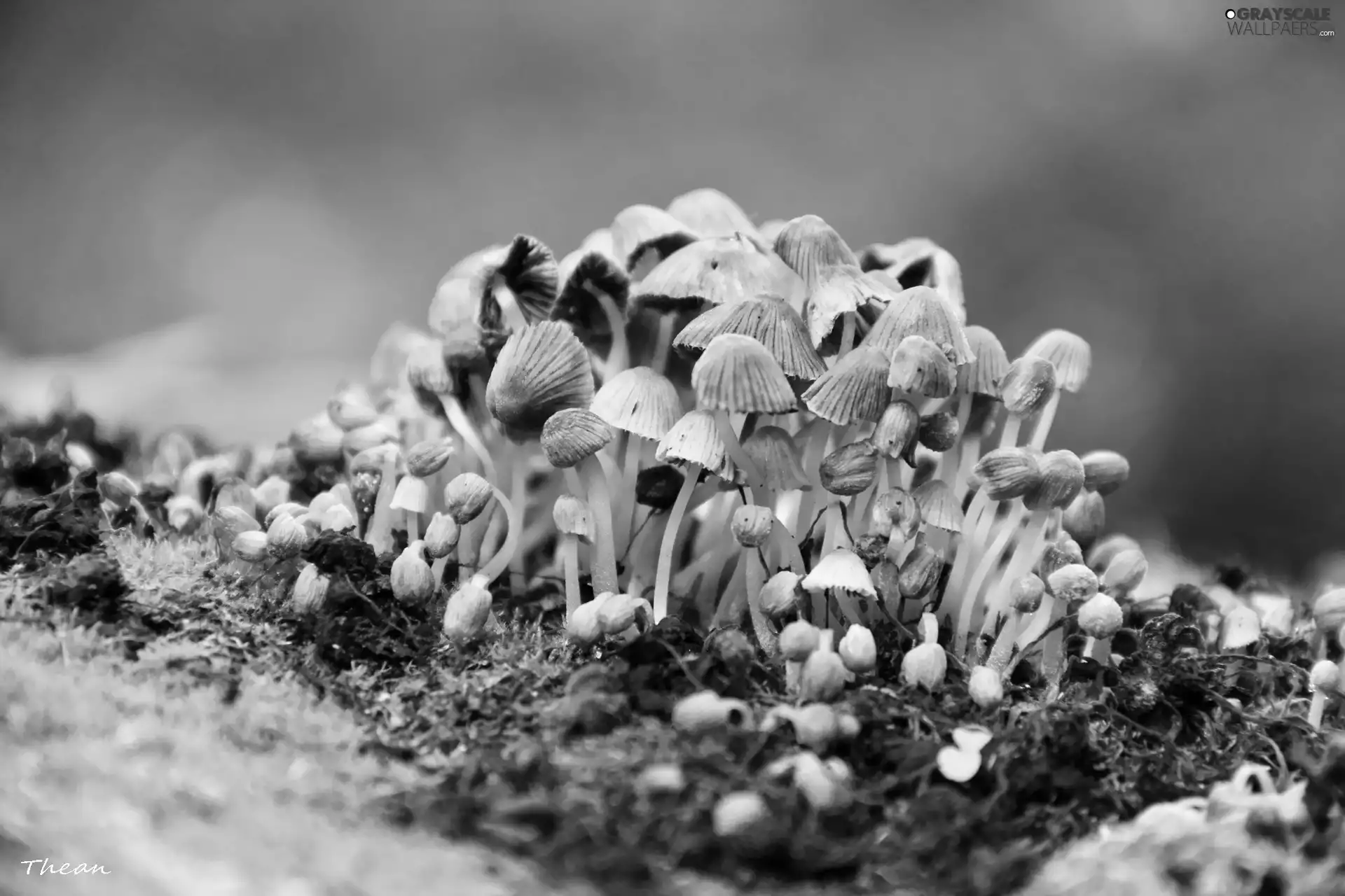 little doggies, hats, feet, mushroom