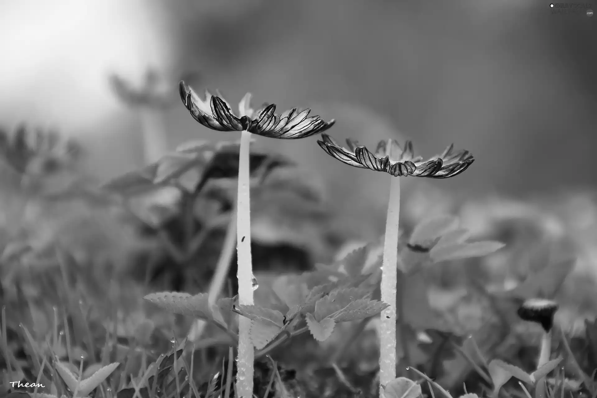 feet, mushrooms, hats