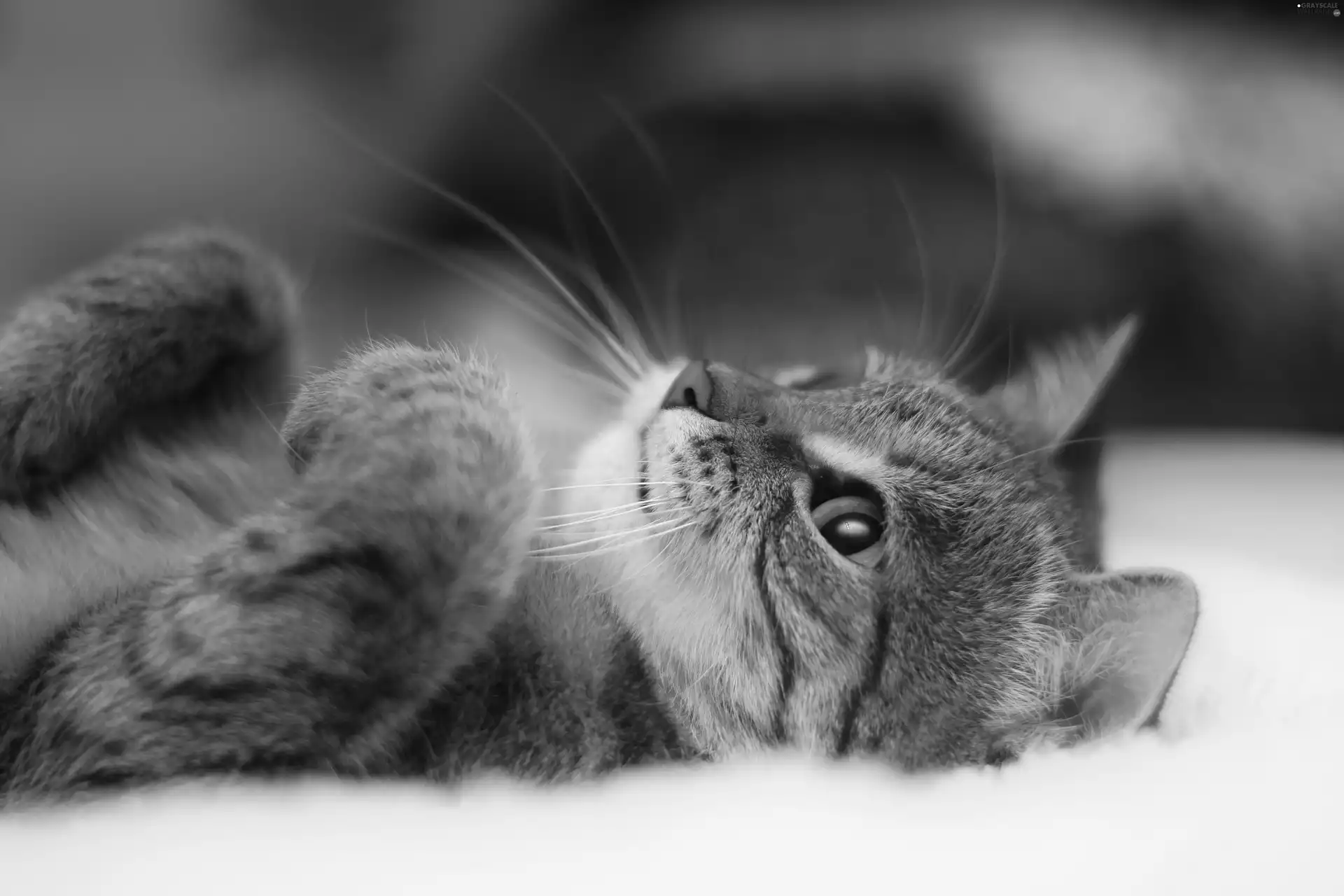 feet, ginger, kitten