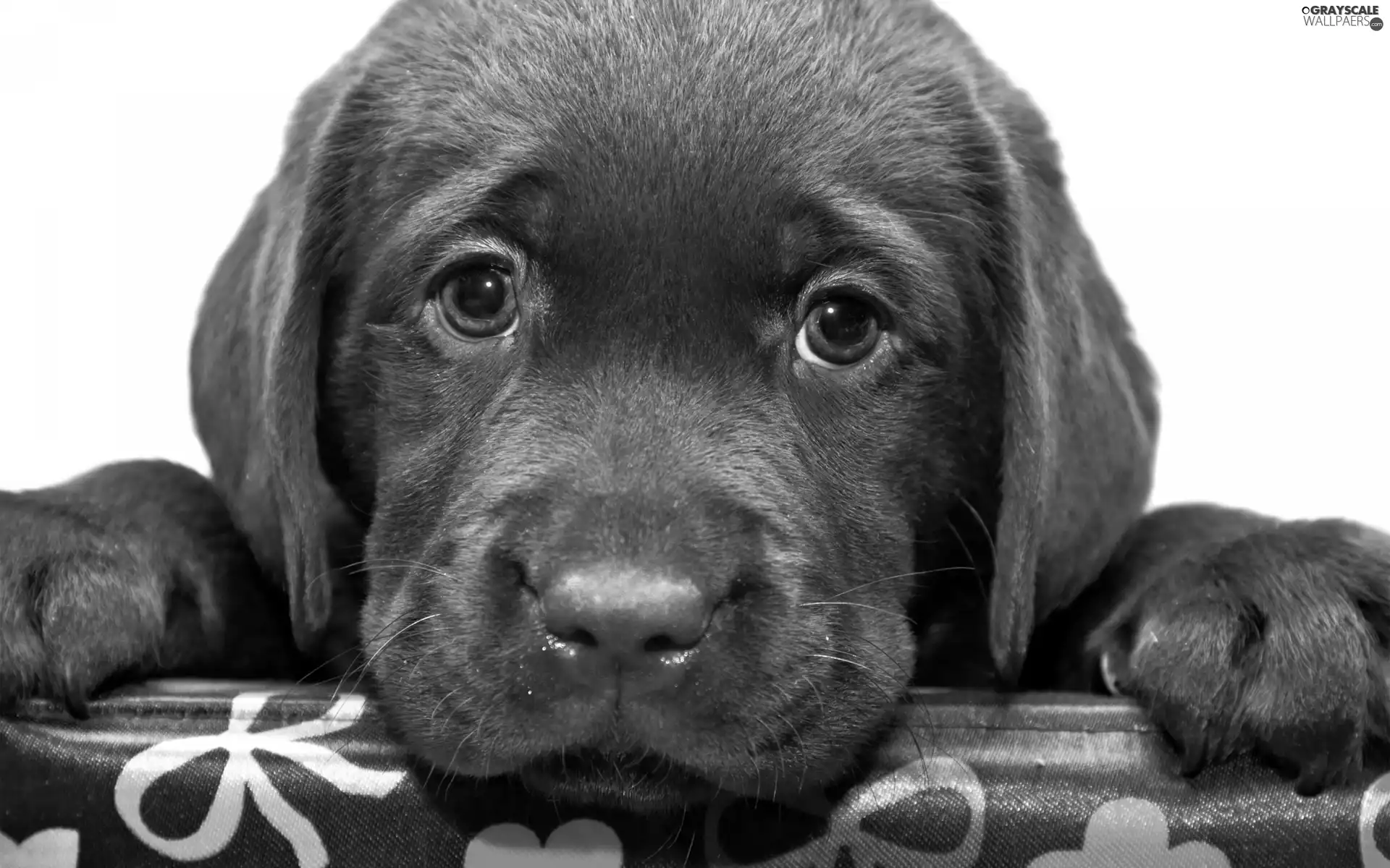 feet, puppie, Labrador