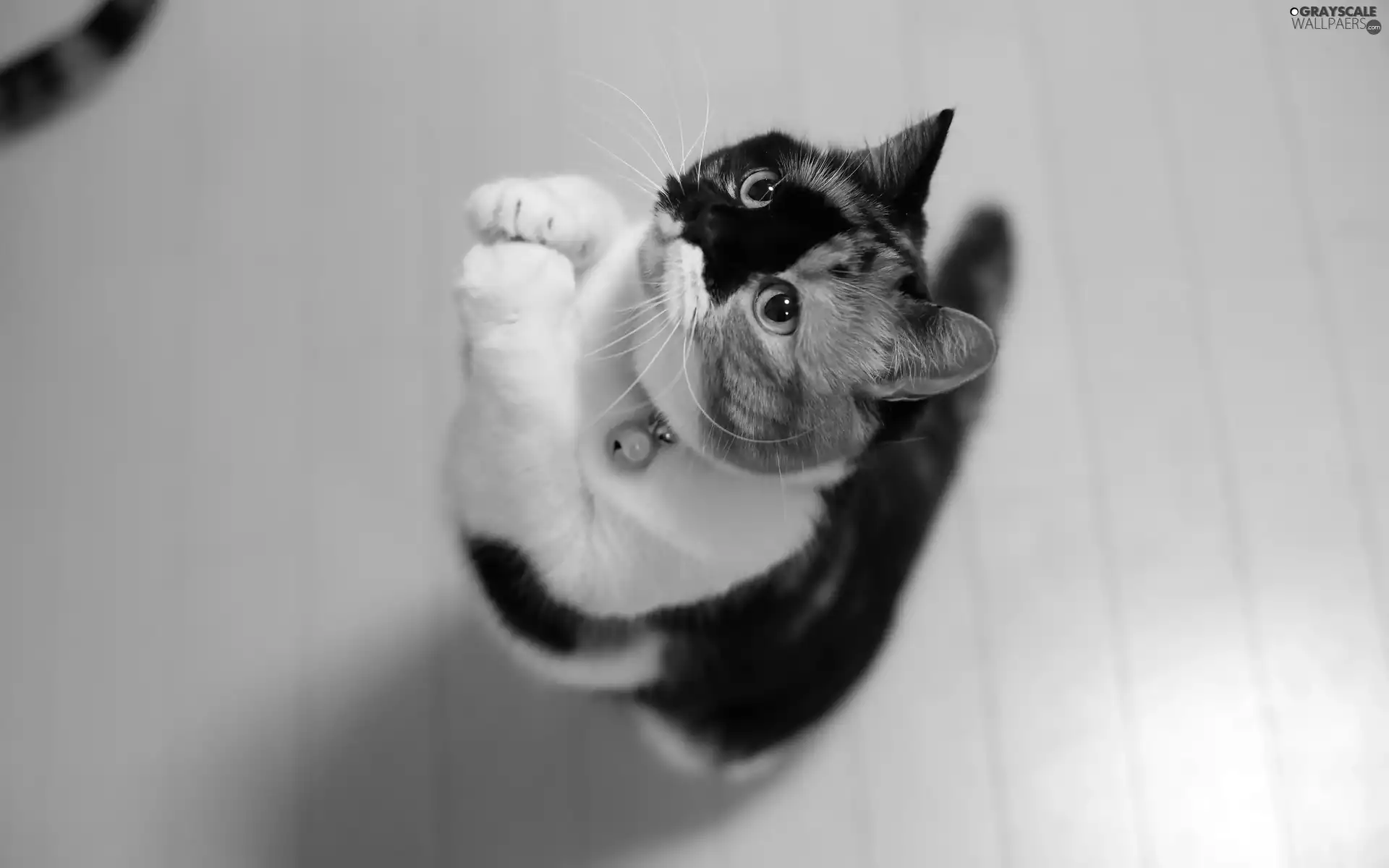 feet, medal, cat, mouth, proud