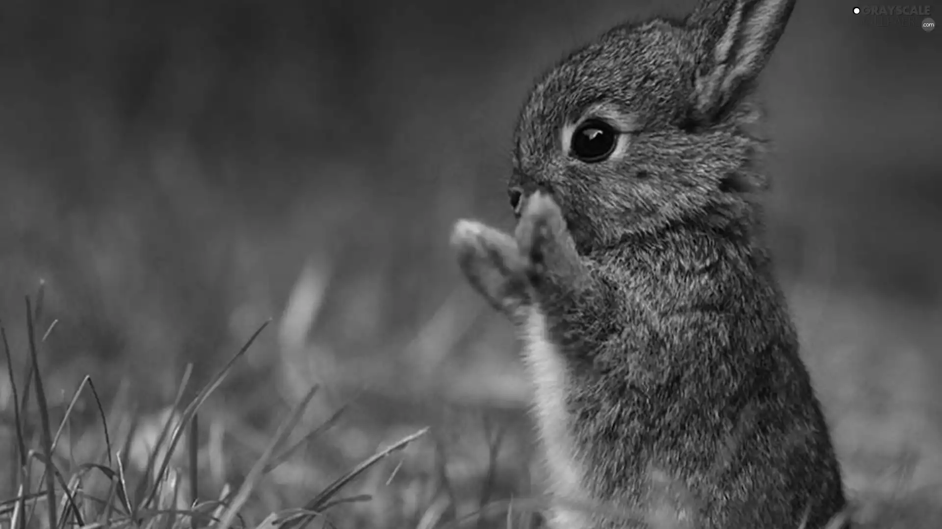 feet, small, rabbit