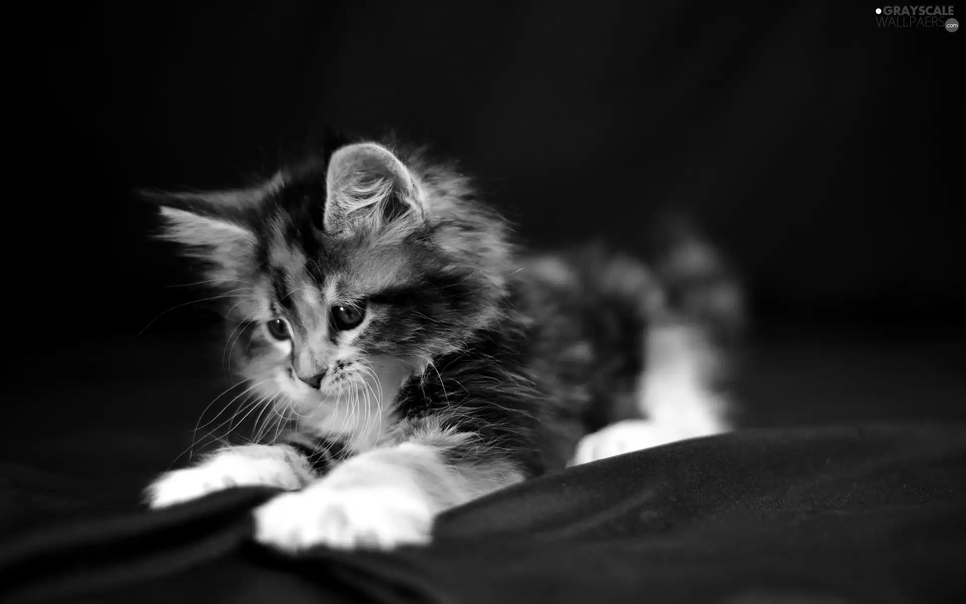 feet, kitten, White