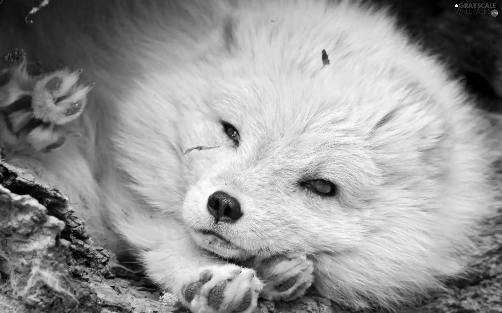 White, polar, feet, Fox