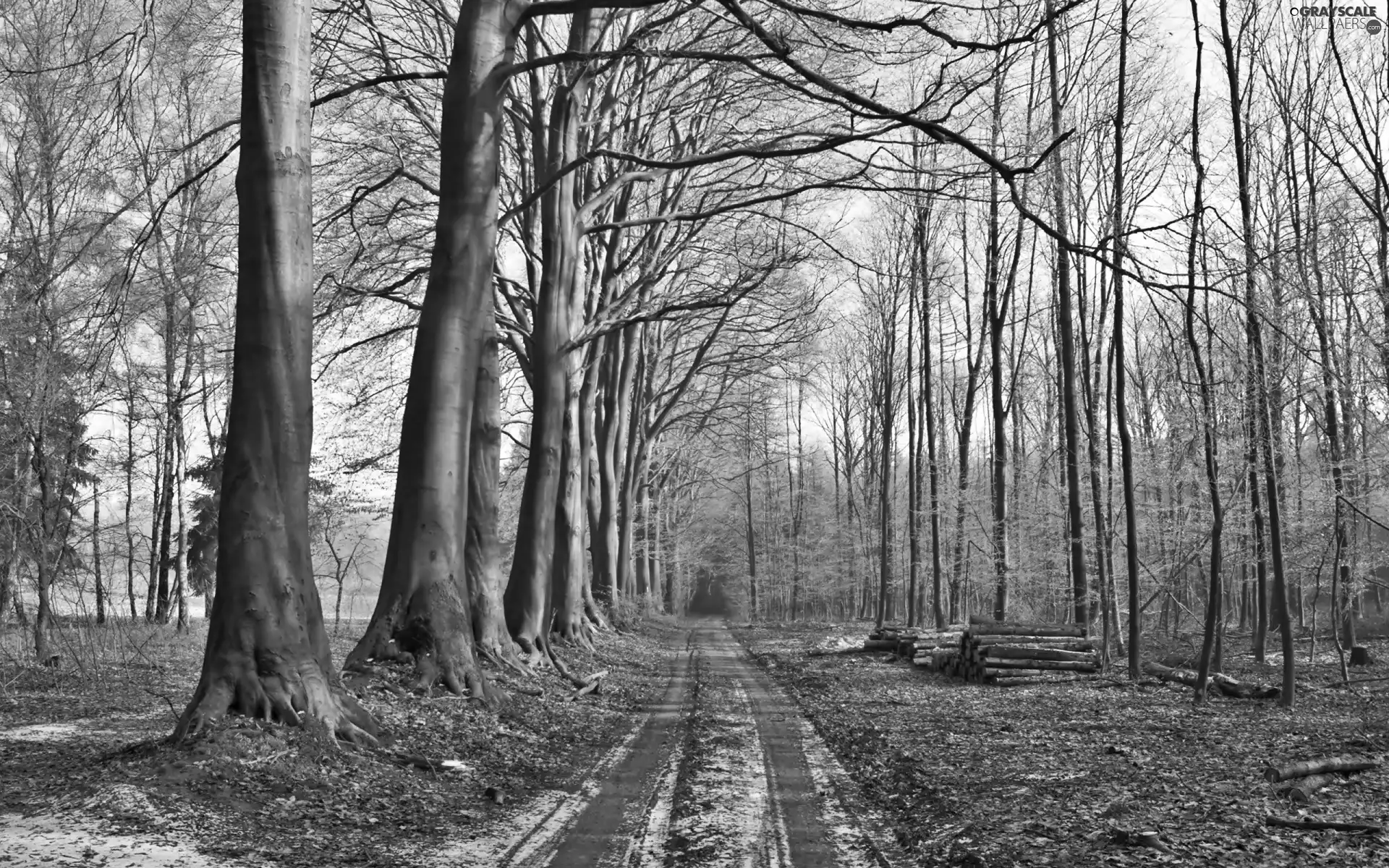 autumn, forest, Felling, Way