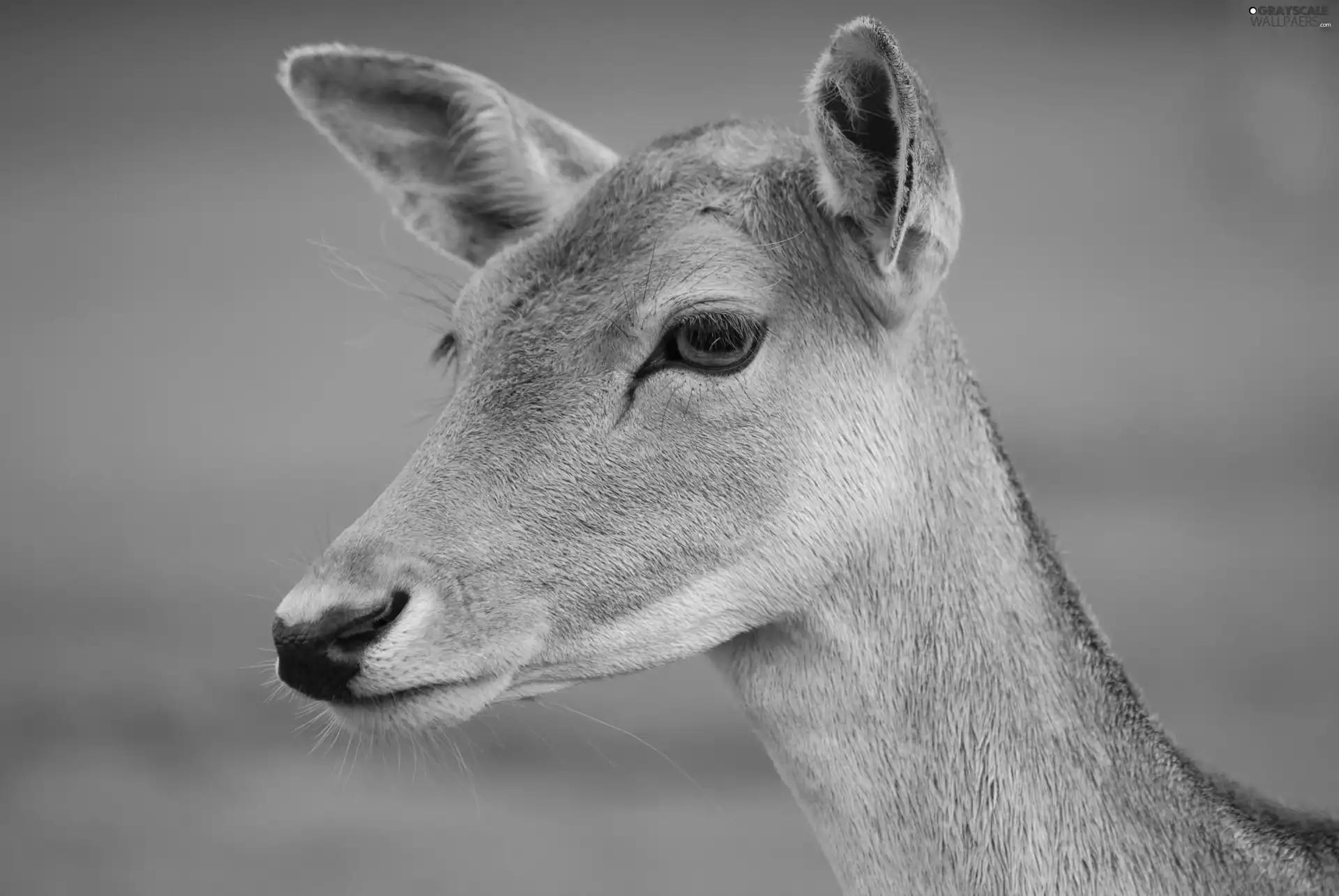 female, Head, Daniel
