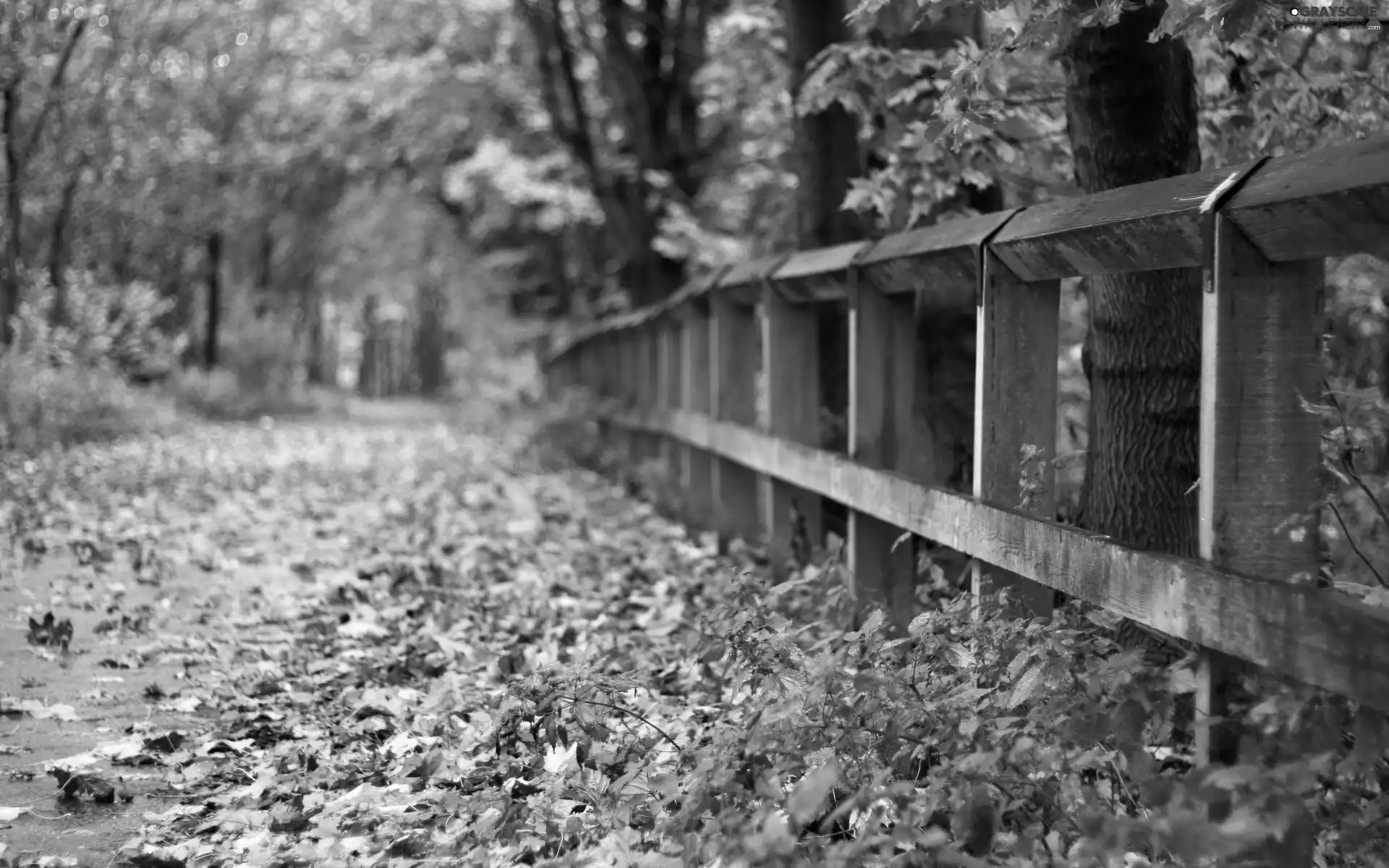 fence, autumn, Leaf, Way, Park