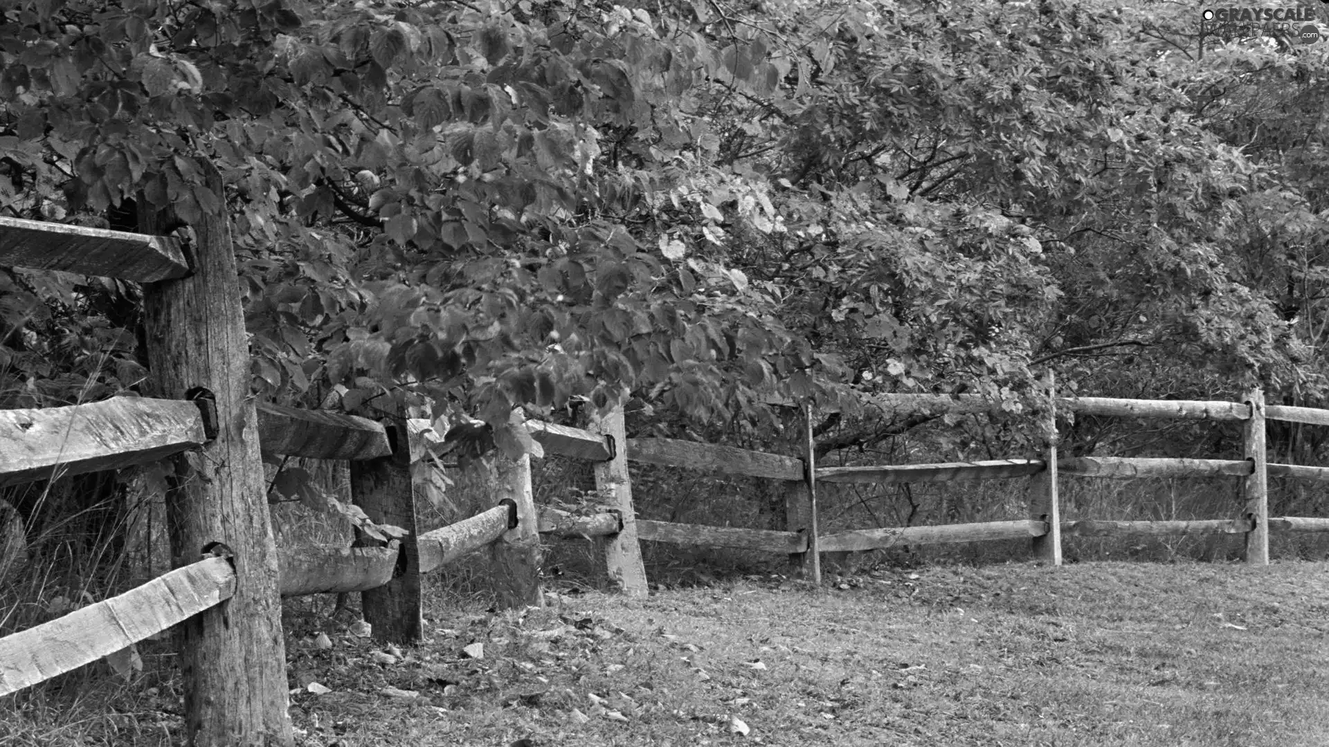 autumn, viewes, fence, trees