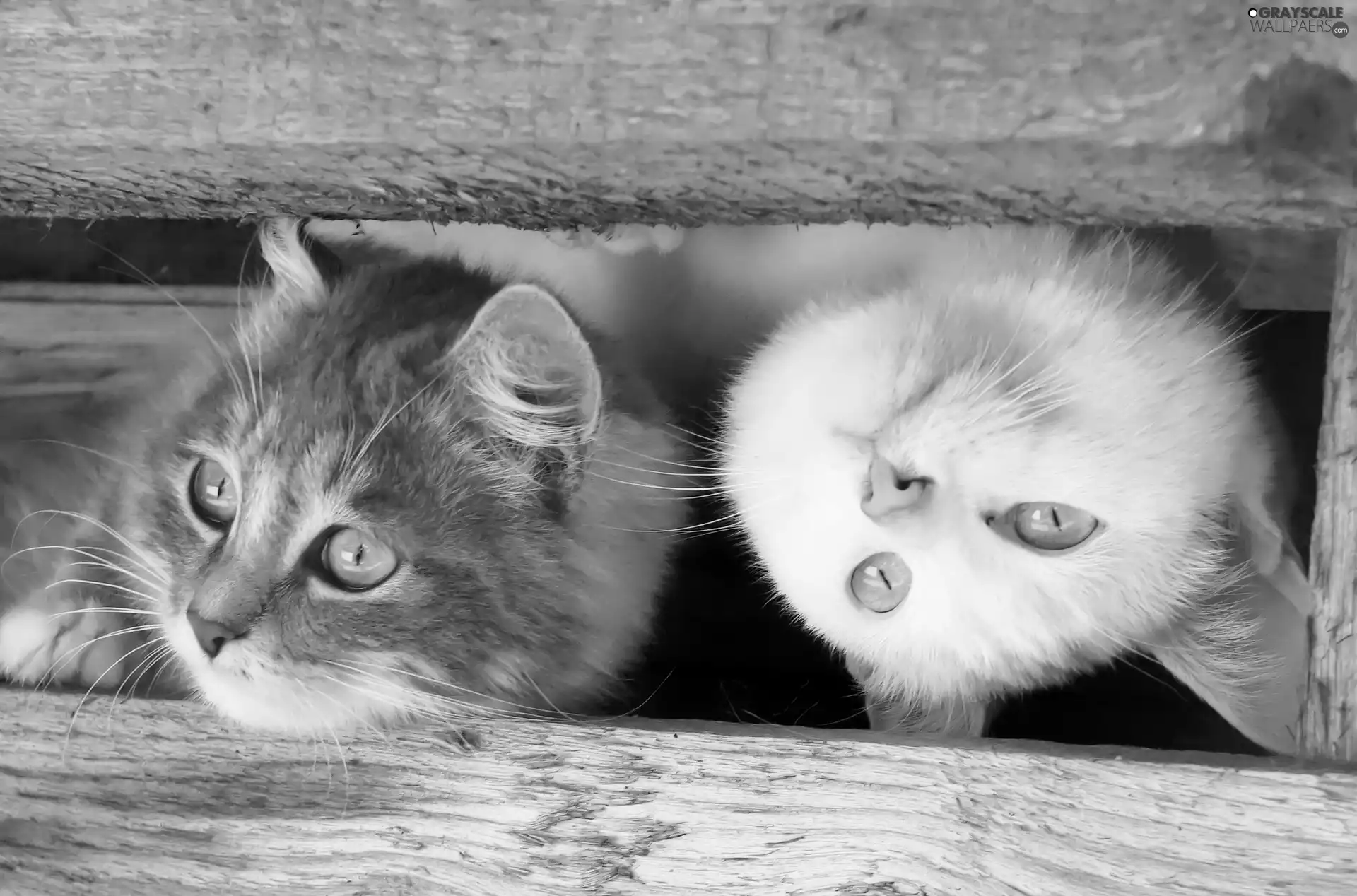 Two cars, wood, fence, cats