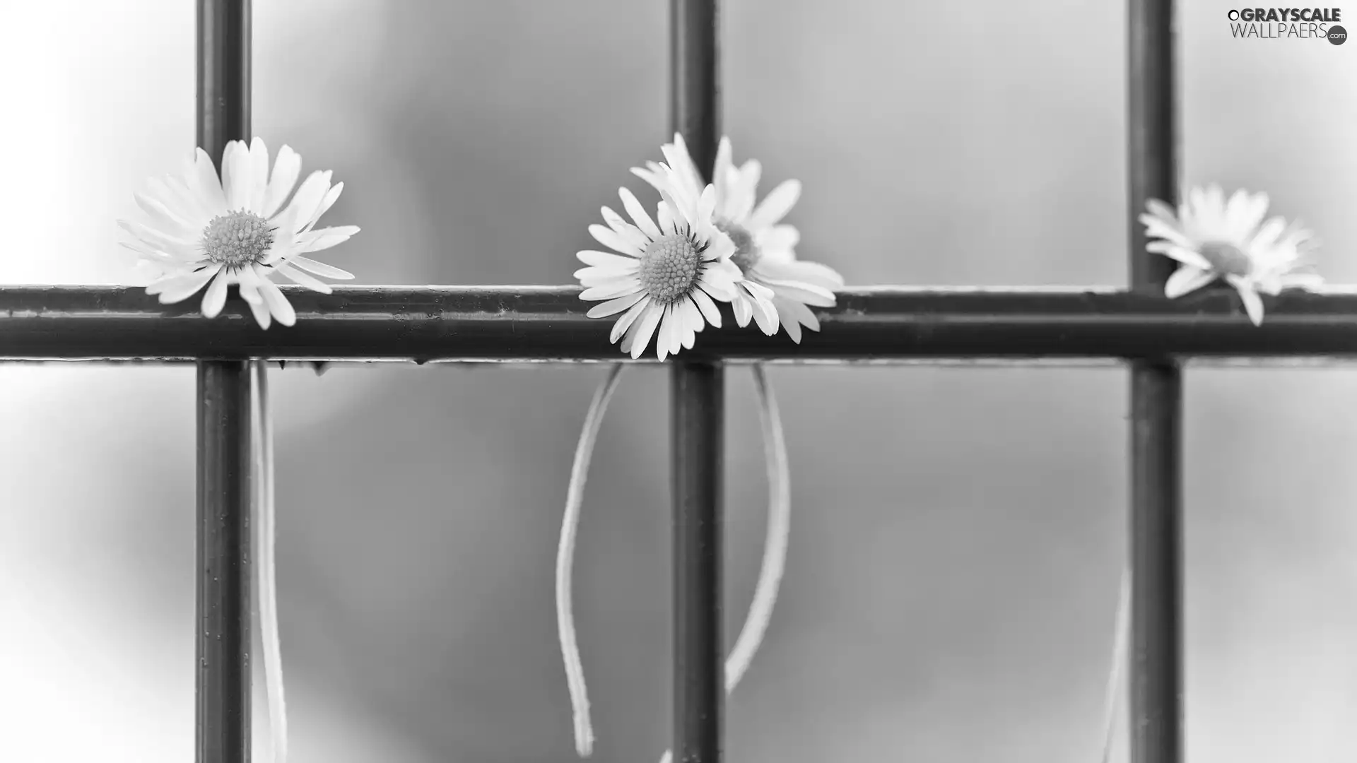 daisies, fence