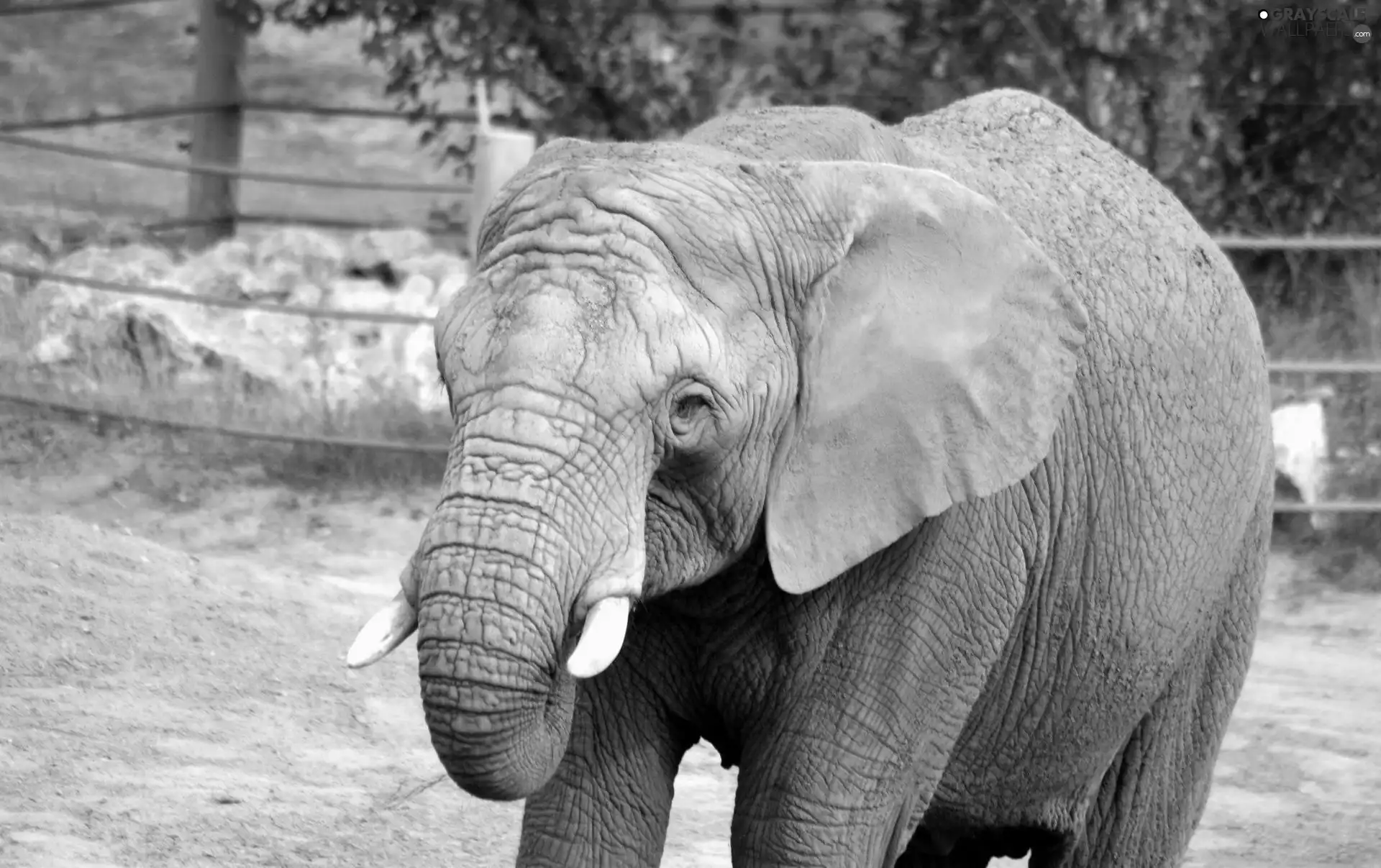 Elephant, fence