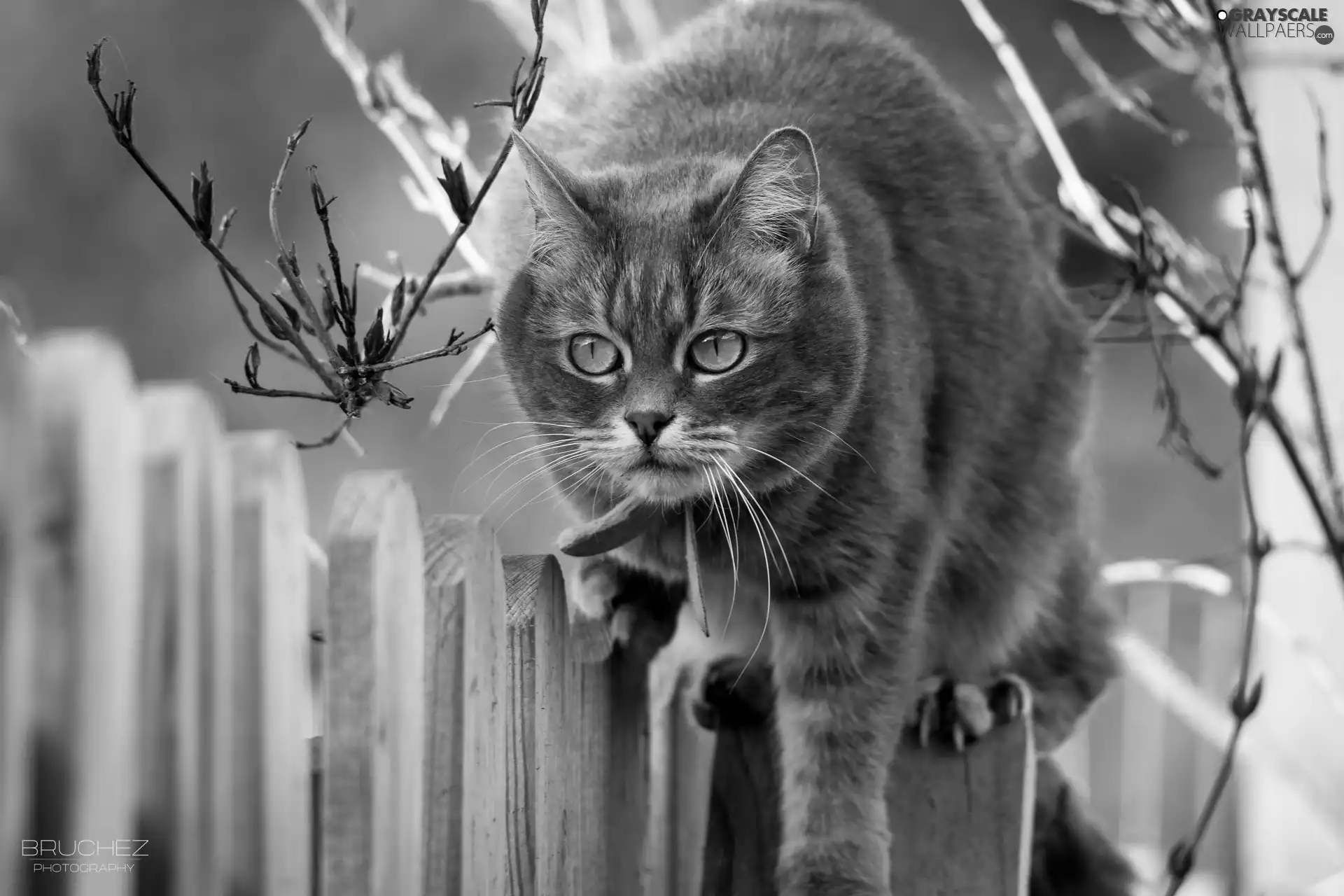 fence, Garden, cat, an, Gray