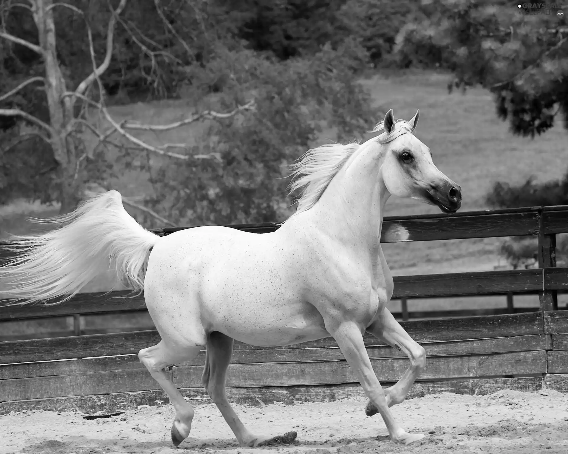 fence, Horse, gear