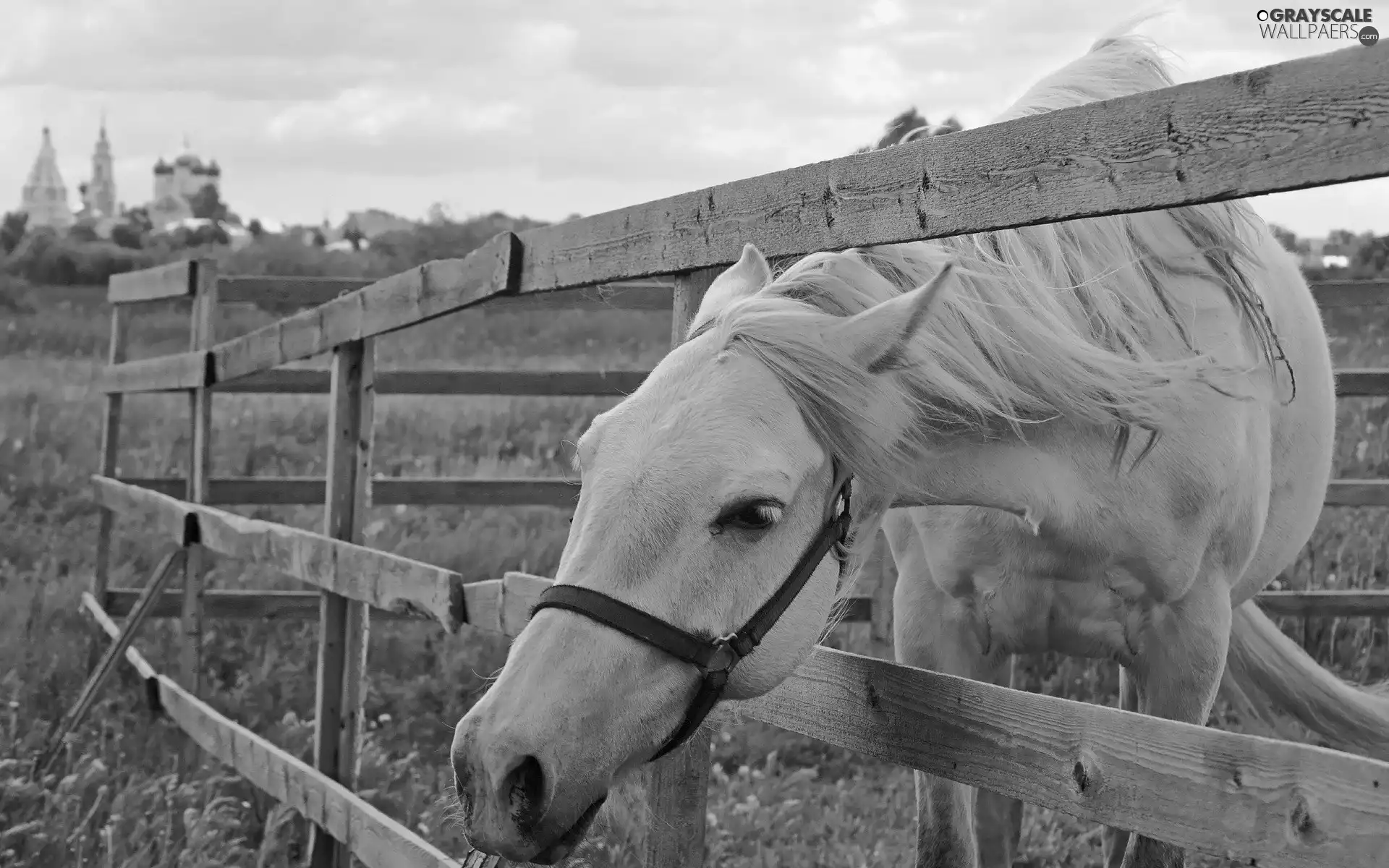 fence, grass, Horse, grizzle, Beatyfull