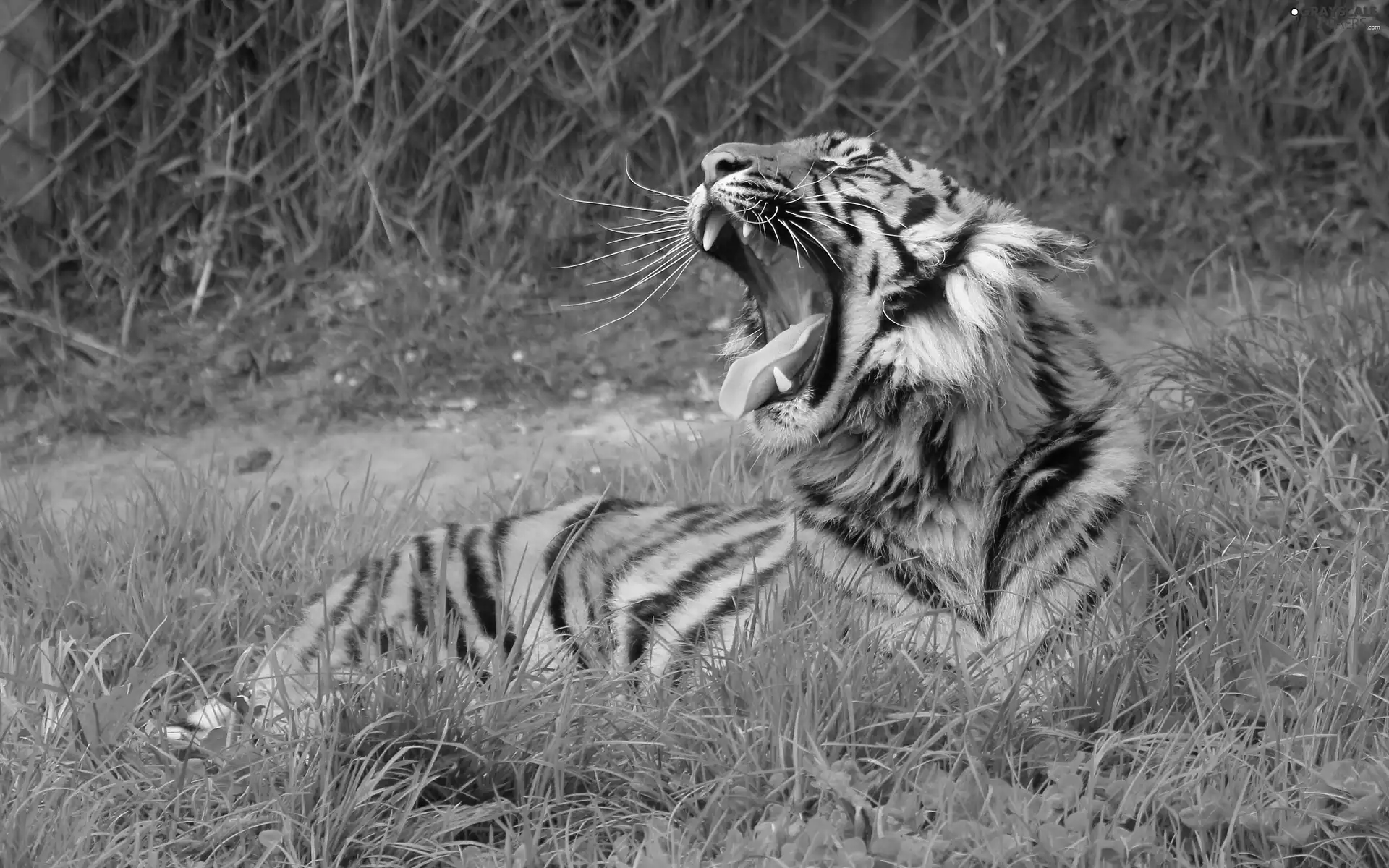 fence, tiger, grass