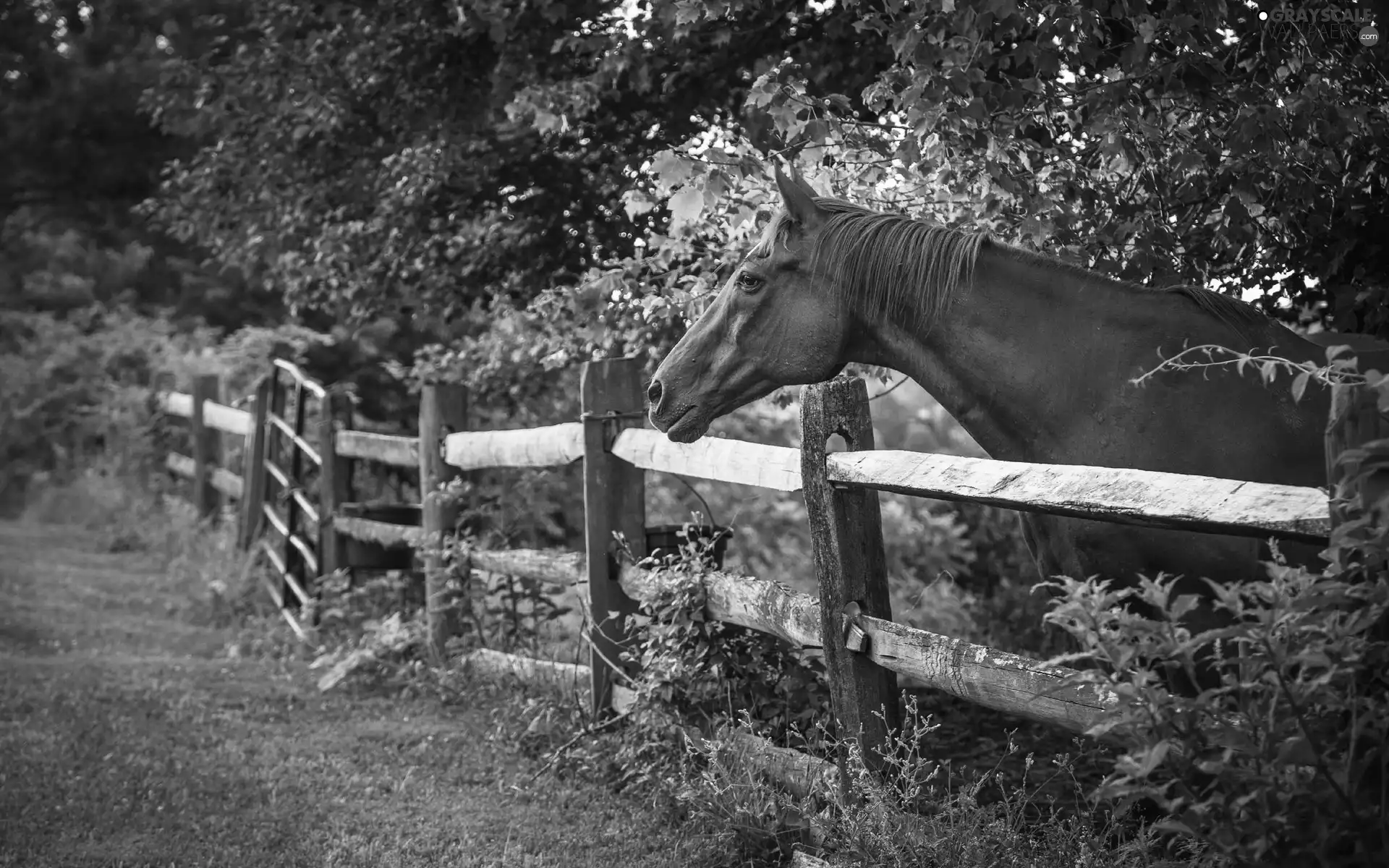 Horse, fence