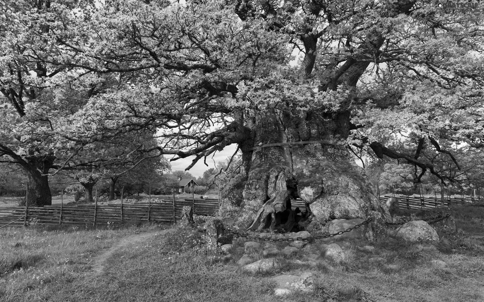 fence, trees, oak
