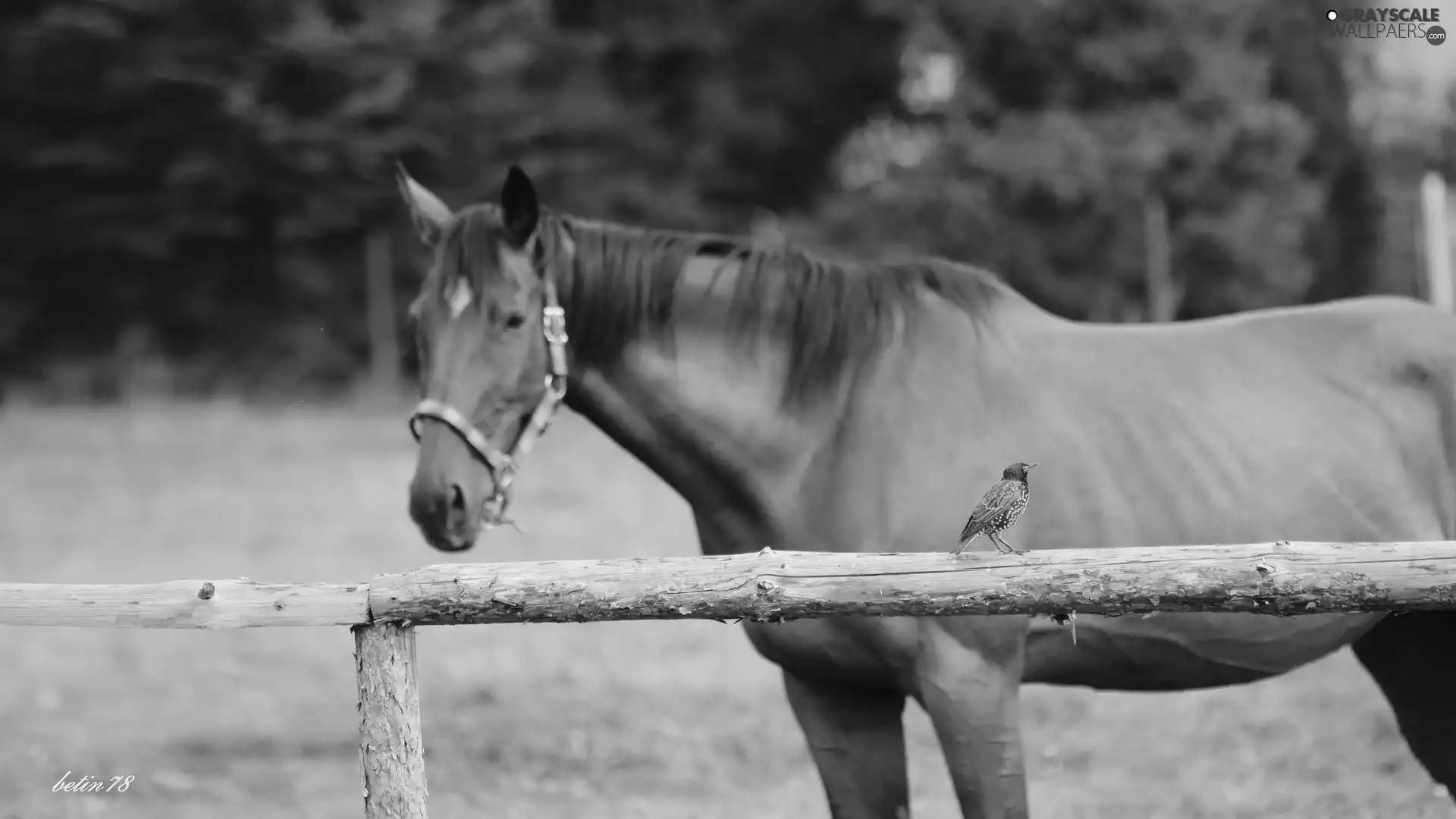 bay, Horse, fence, paddock, starling, Mare