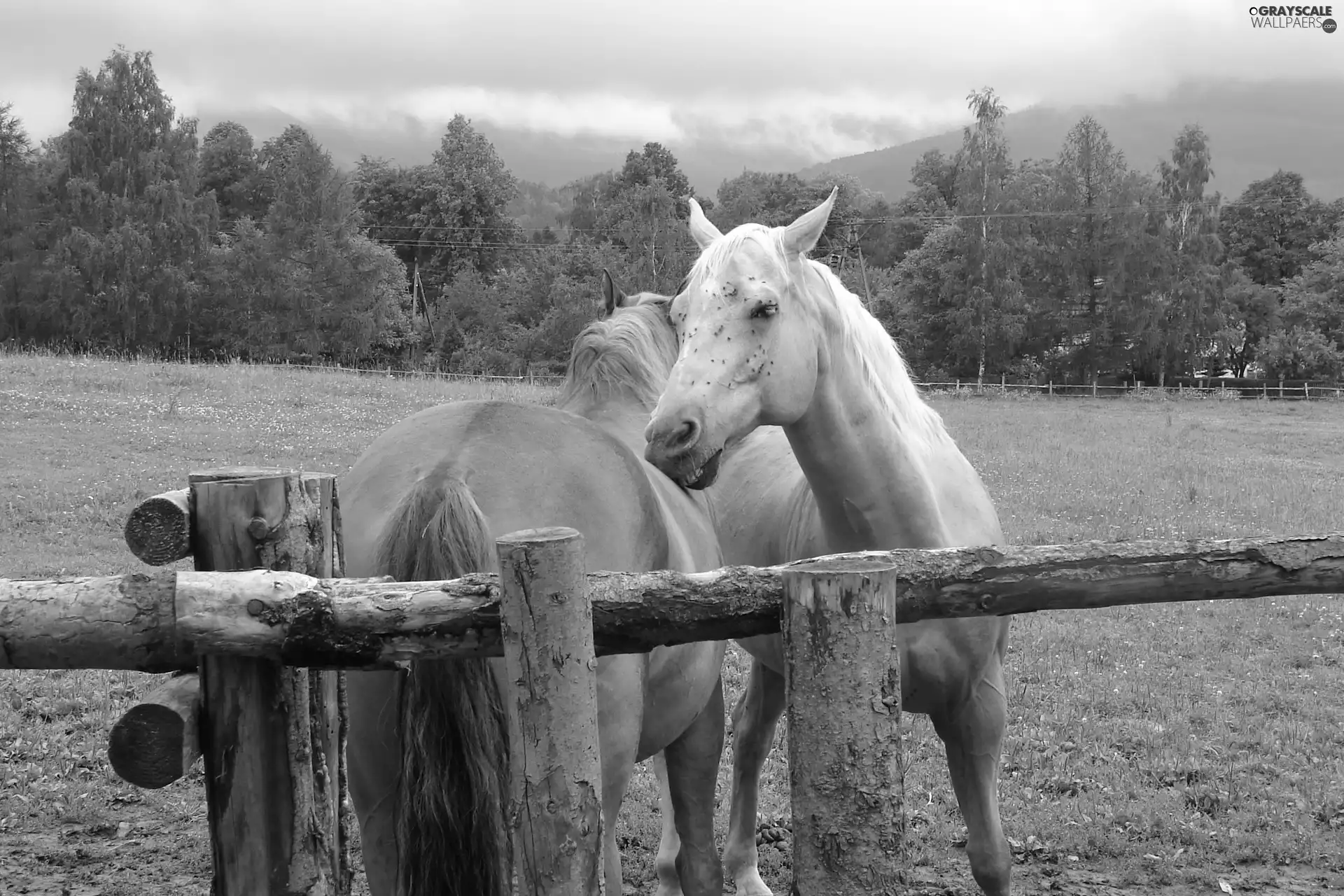 fence, bloodstock, pasture