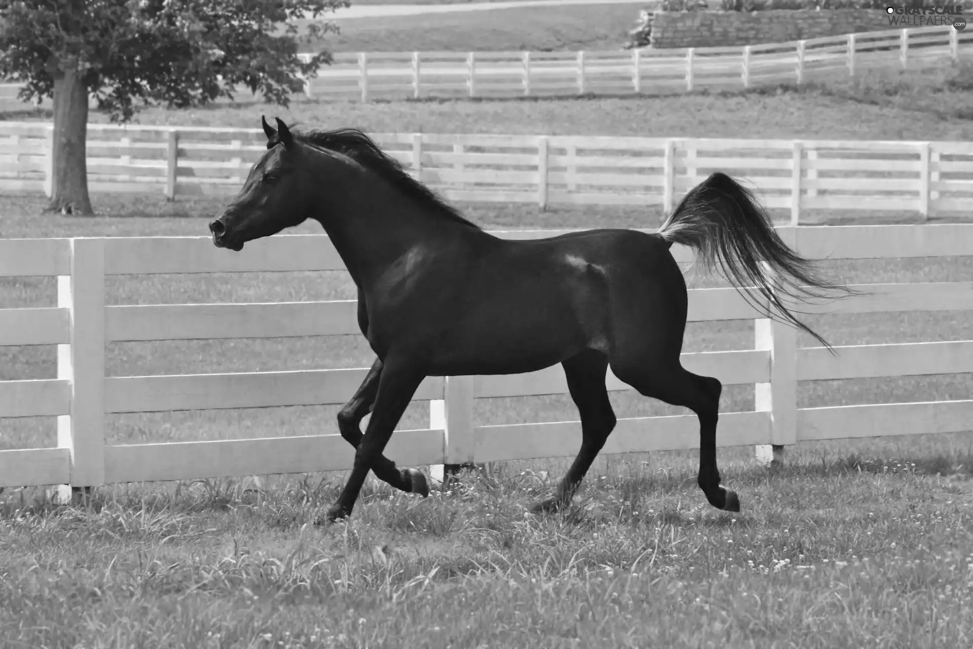 Penalties, gear, fence, Horse