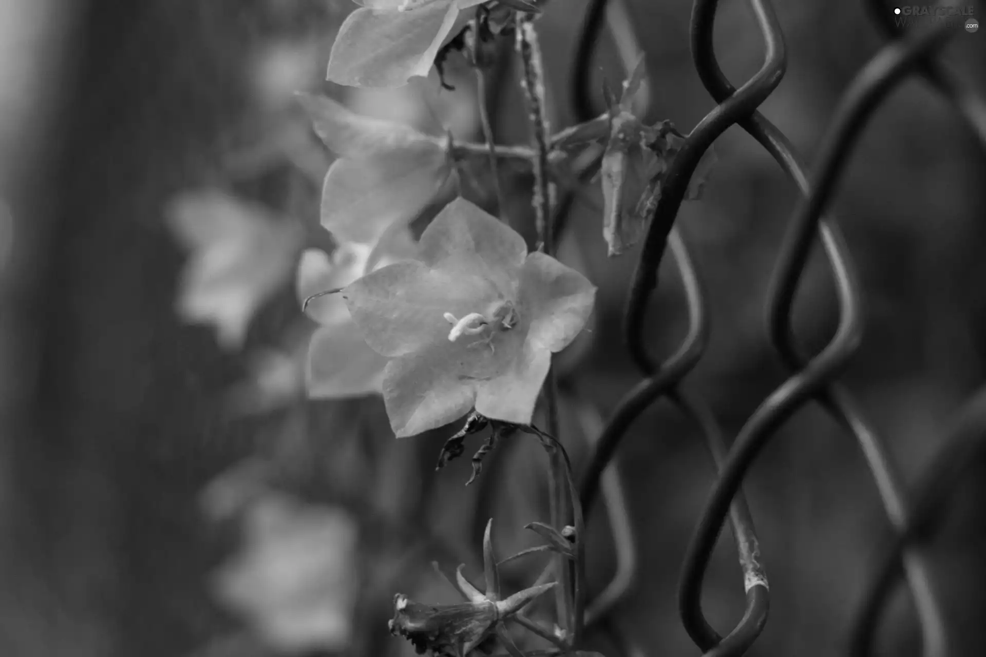 purple, Flowers, fence, Climbing