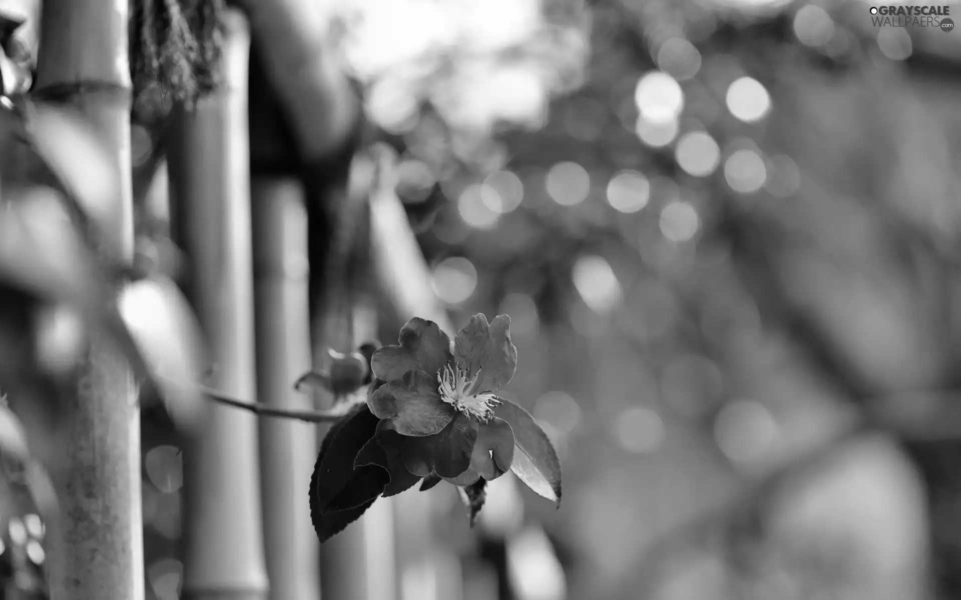 fence, Wild, rose