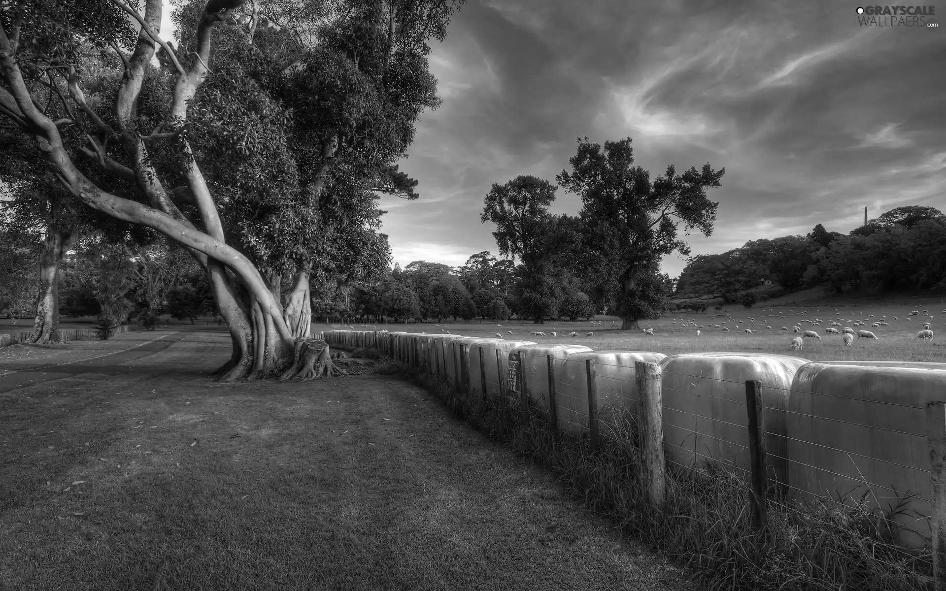 fence, Sheep, trees, viewes, Sky