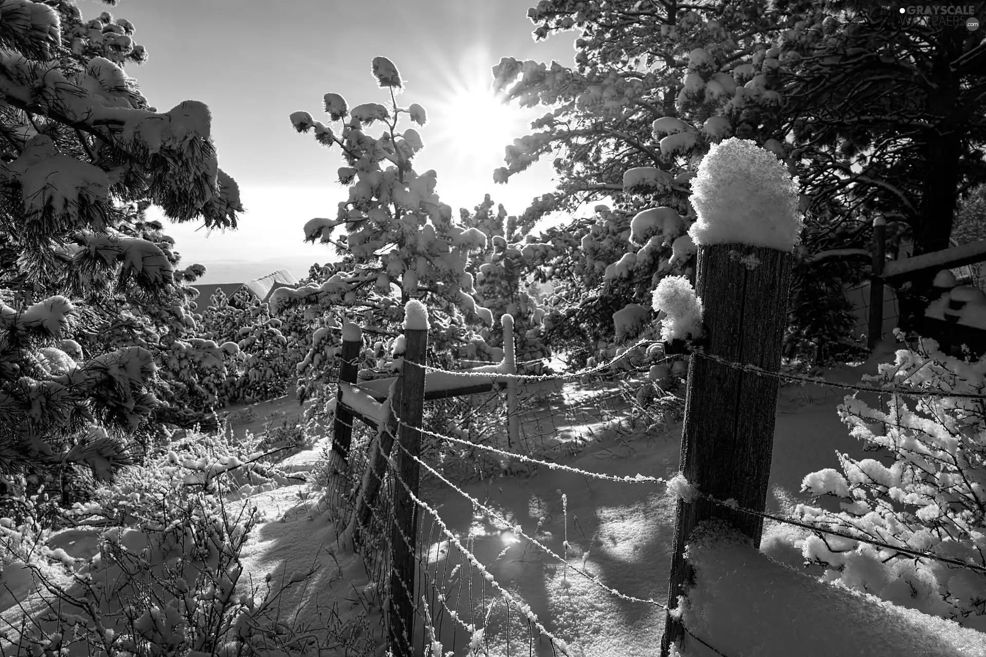 rays of the Sun, winter, fence