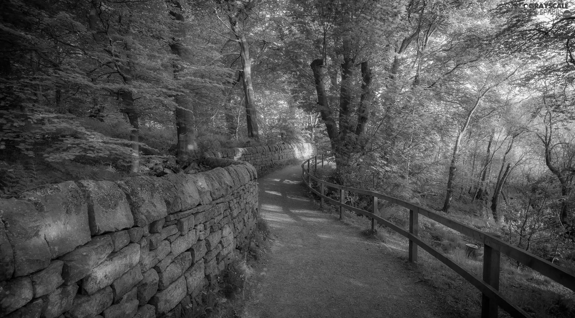 stone, forest, trees, fence, Way, ledge, viewes