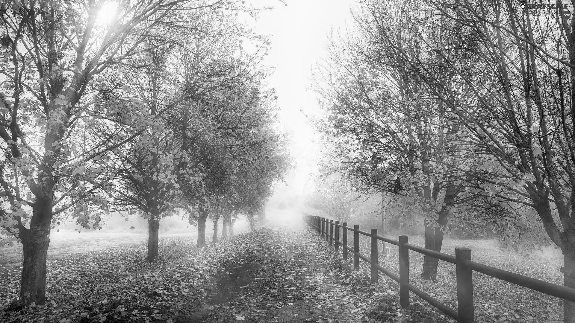 trees, autumn, Leaf, fence, viewes, Way