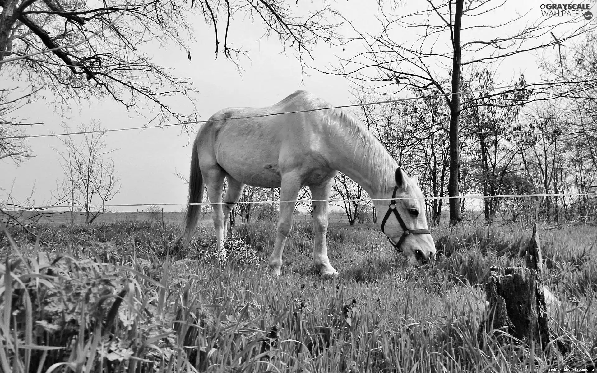 White, Meadow, fence, Horse